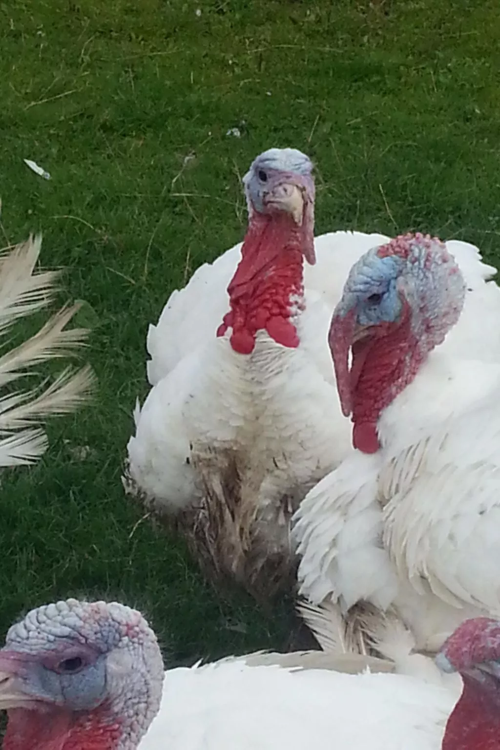 Scheunen Nest-Image-tags.info