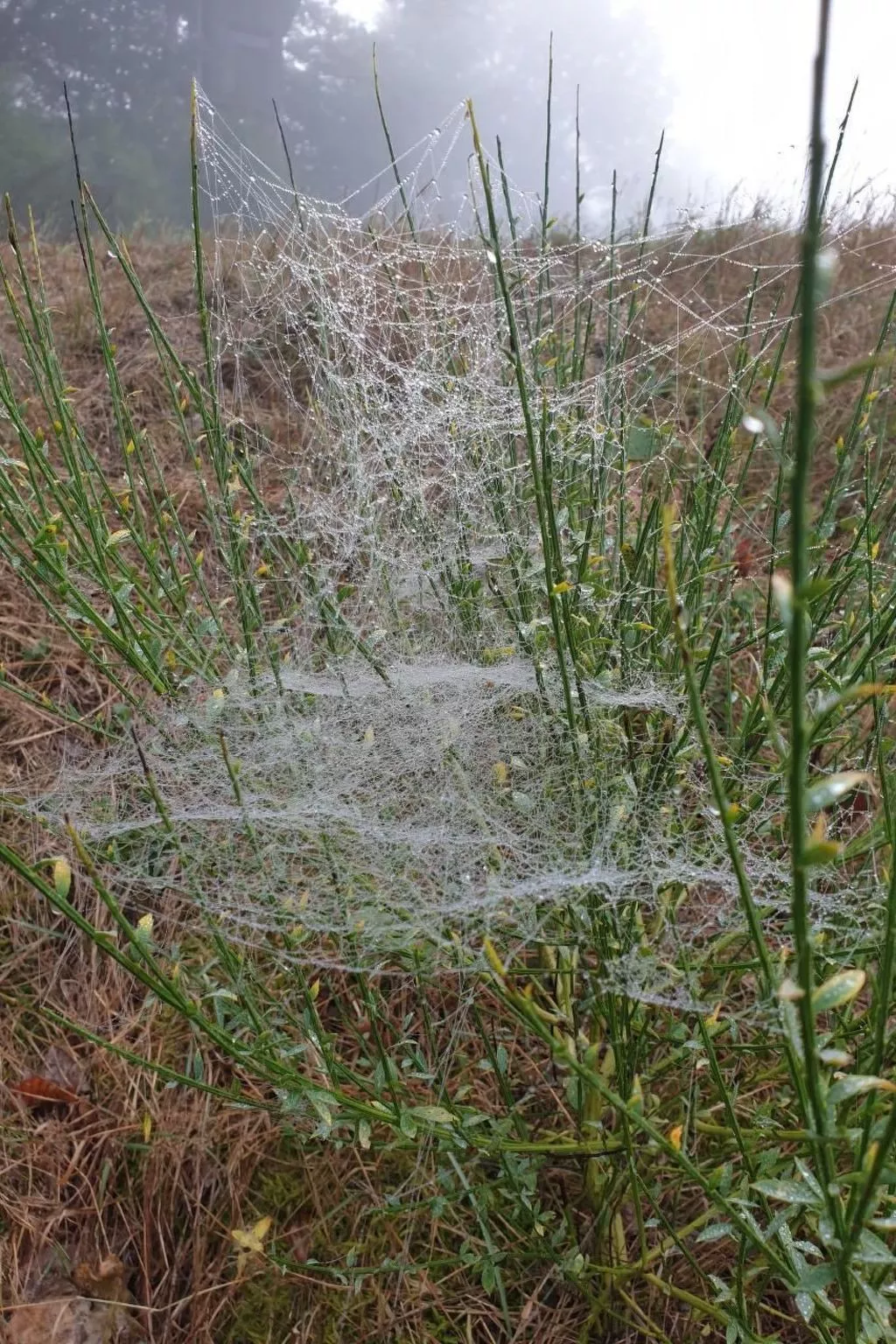 Pinto Béla-Image-tags.info