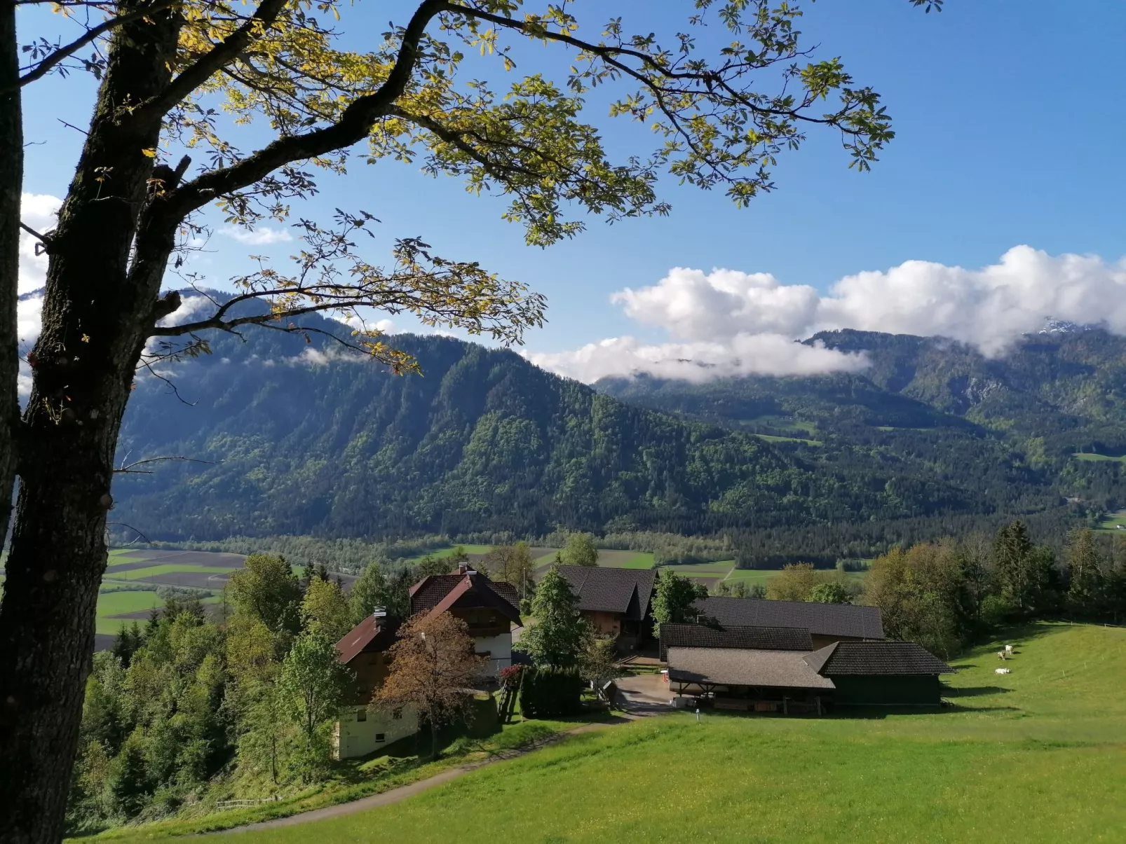 Waldblick in Steinfeld-Dehors