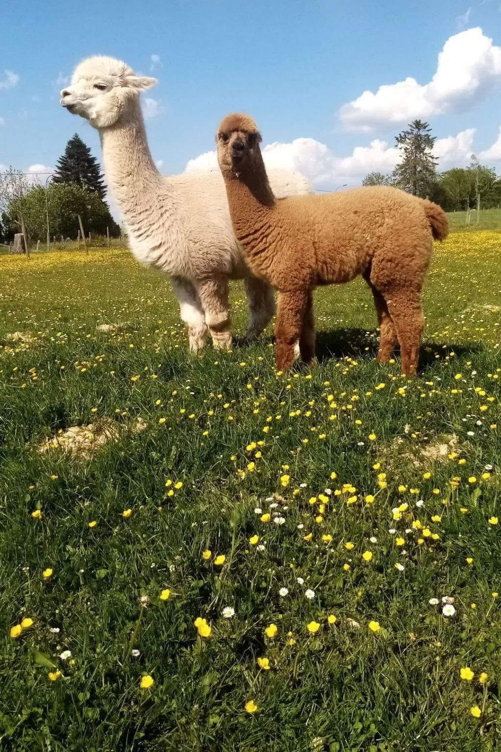 Herzfenner Landhaus-Draußen