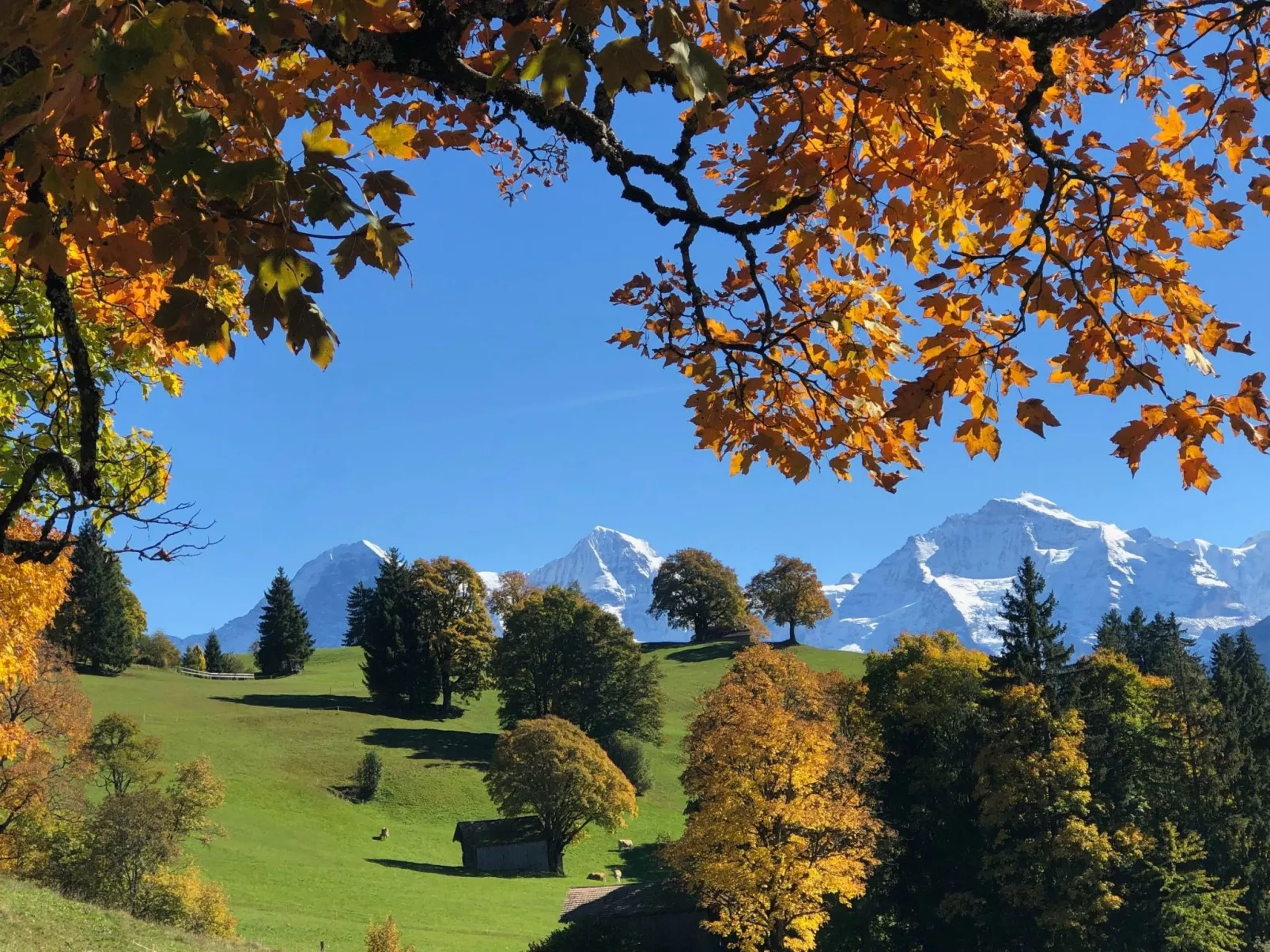 Wohnung Niesenblick-Dehors