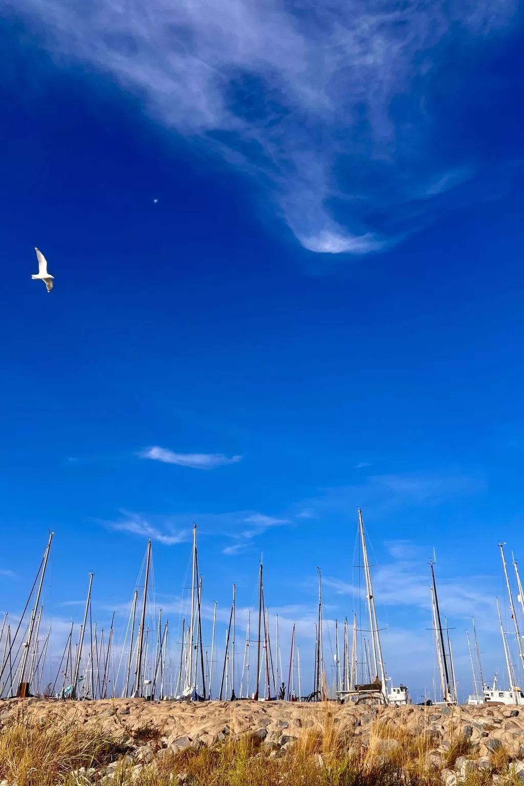 Lobster im Nauticum-Outside