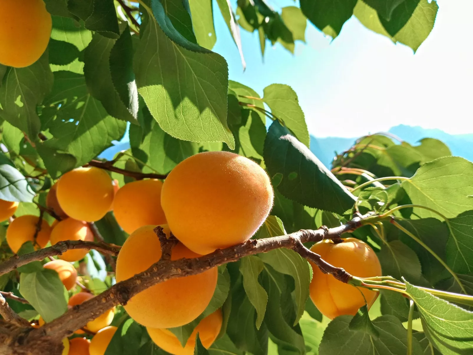 Gsenger Natur in Abtenau-Draußen