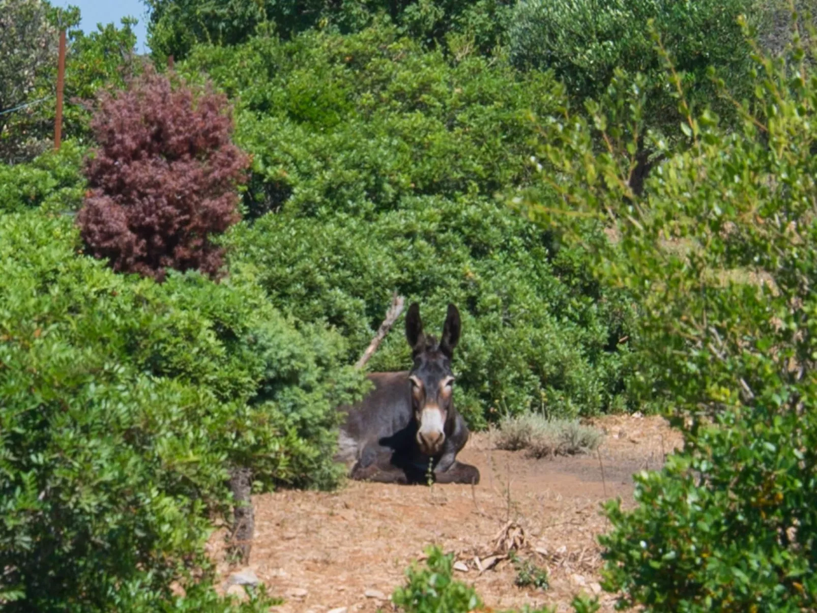 Wohnung Nika in Veli Losinj-Draußen