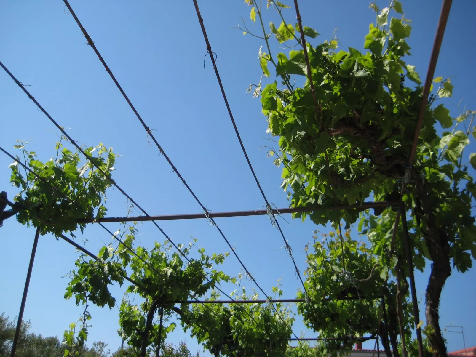 "Biserka" direkt am Strand-Dehors