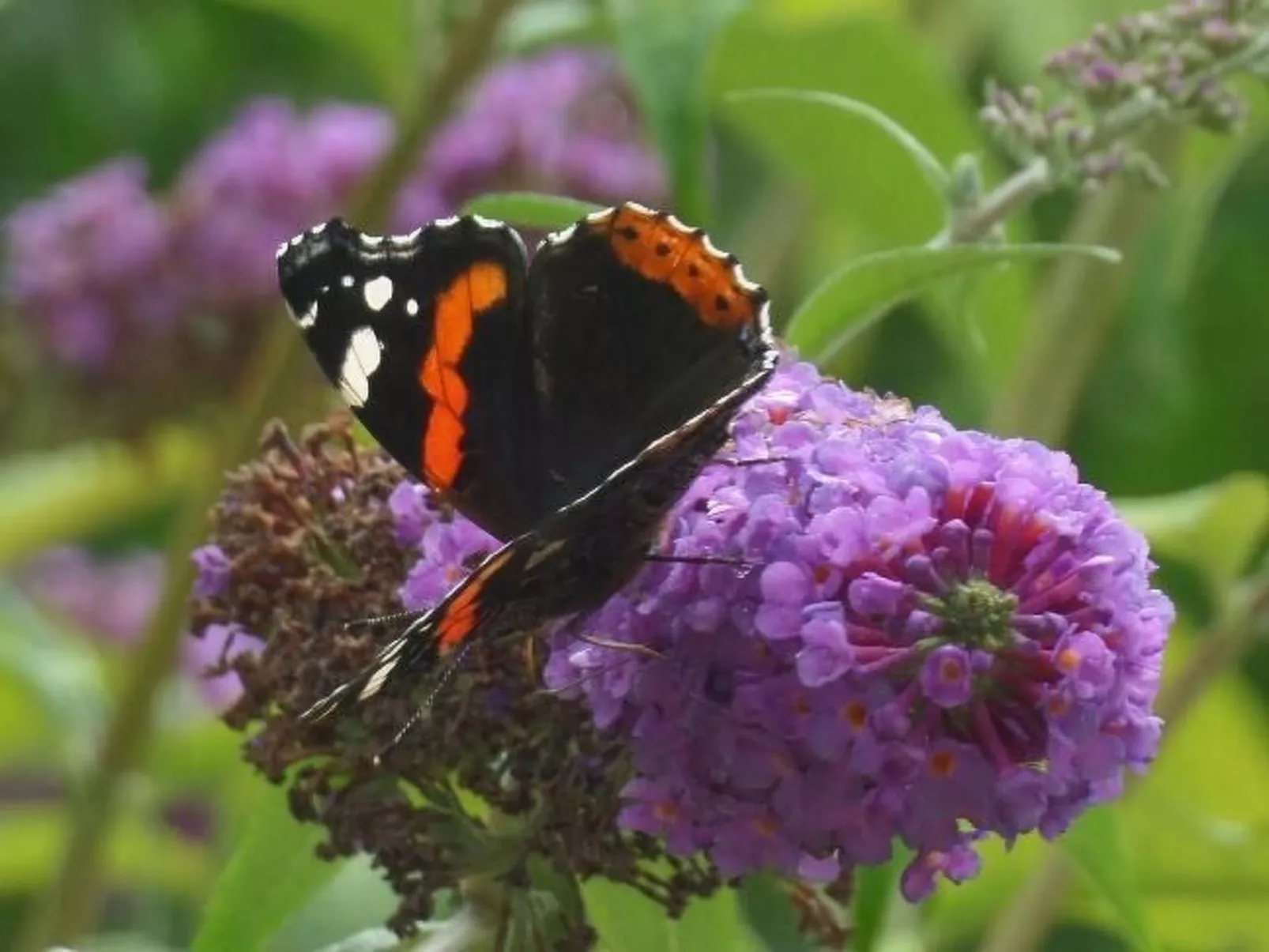 Schwalbennest-Image-tags.info