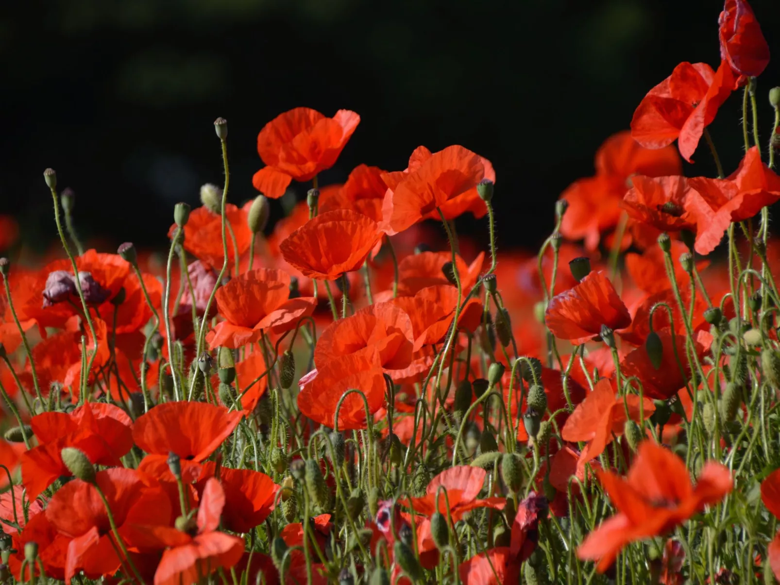 La mer im Marina Strandresort Heiligenhafen-Outside