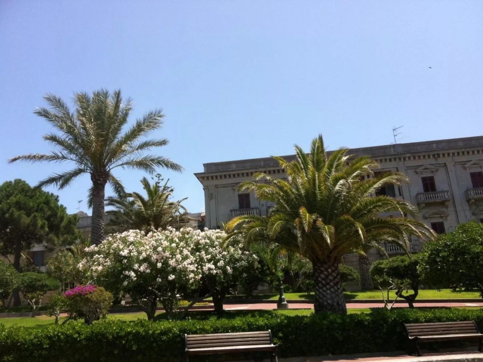 Flacher Kirschbaum-Draußen