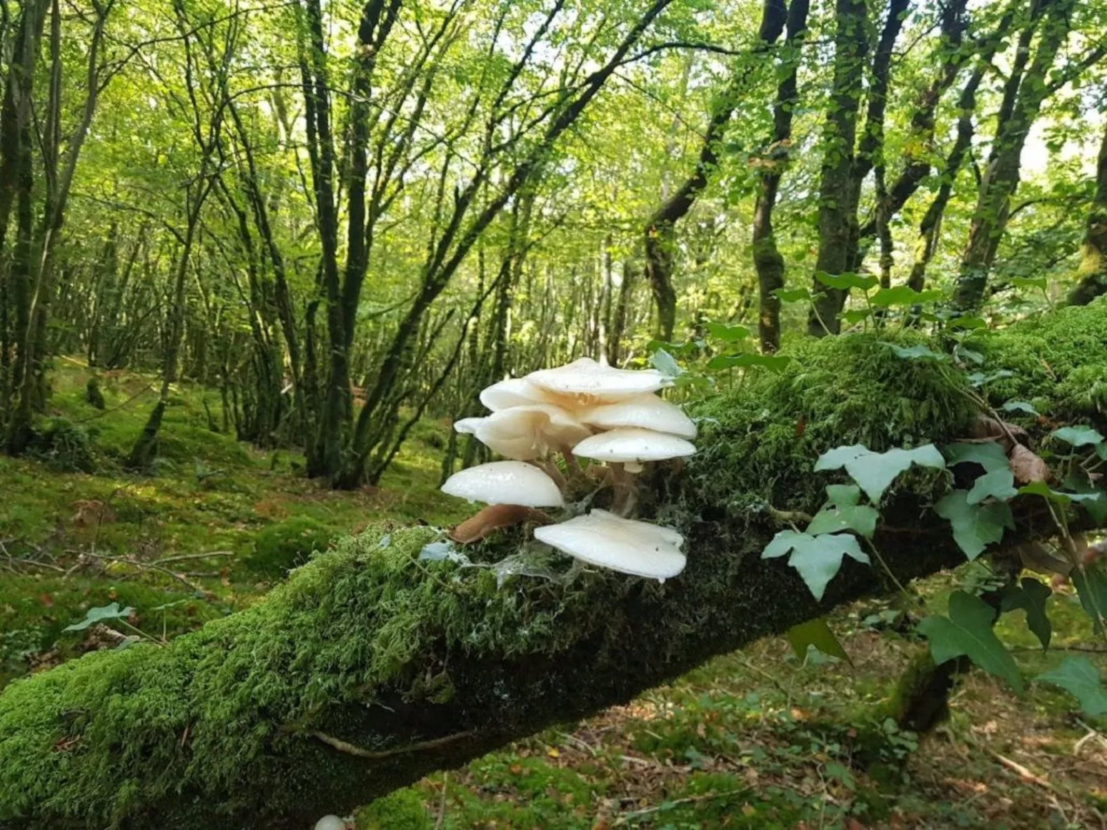 Die Domaine de Kerampape-Dehors