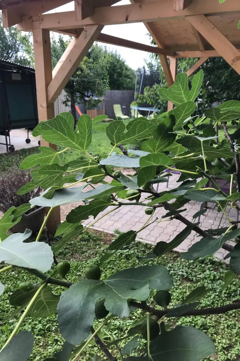 Hungarium am Platte-Dehors