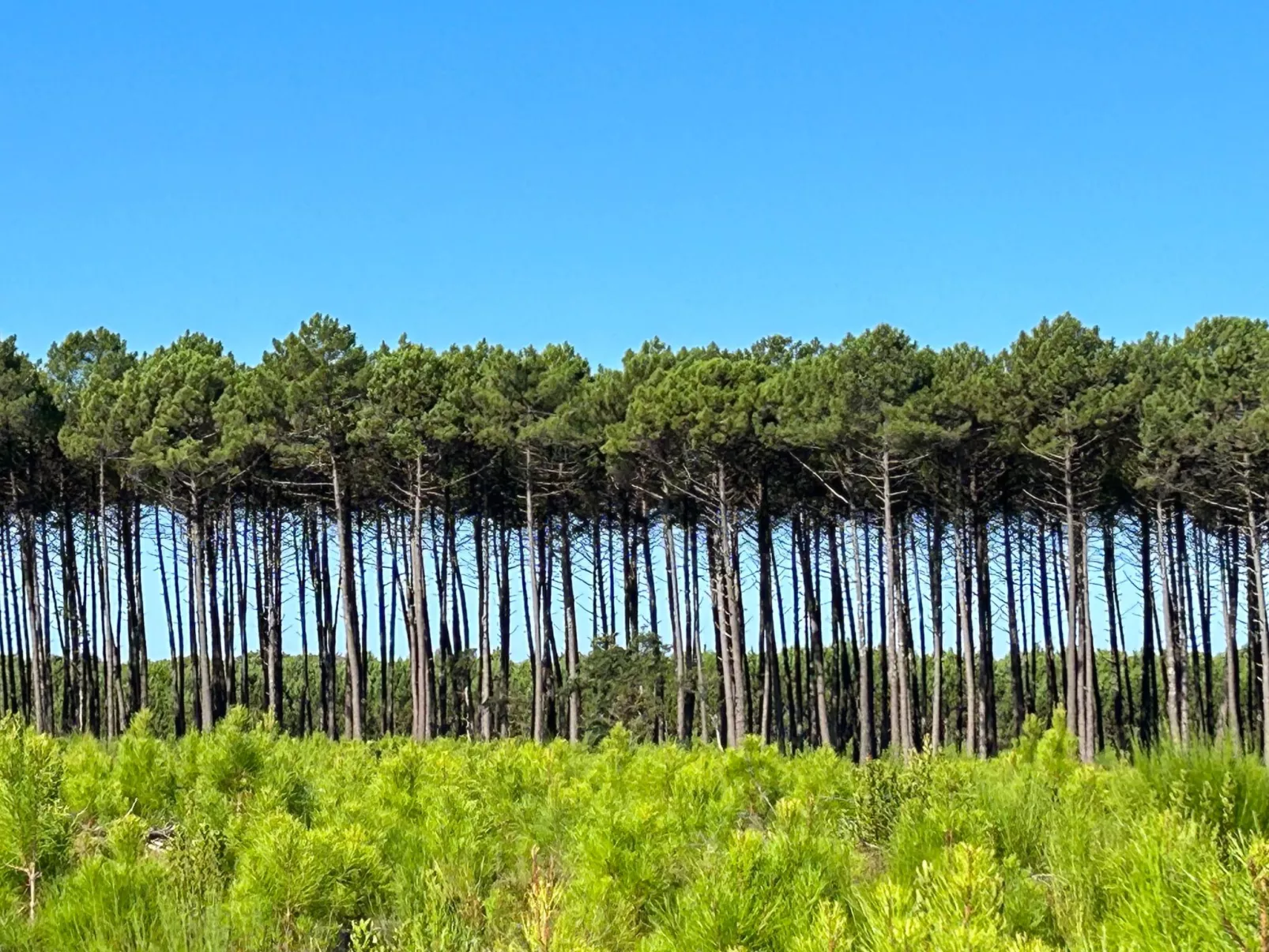 La Maison Pinède-Dehors
