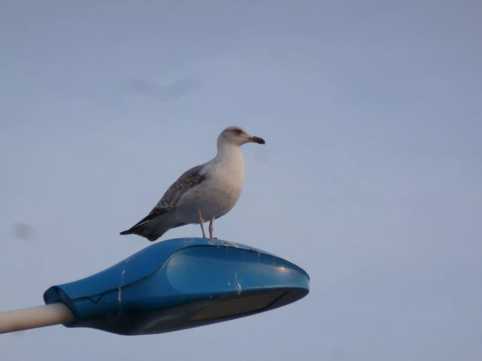 SAISONALE VERMIETUNG: DIE PERGOLA AM STRAND.-Dehors