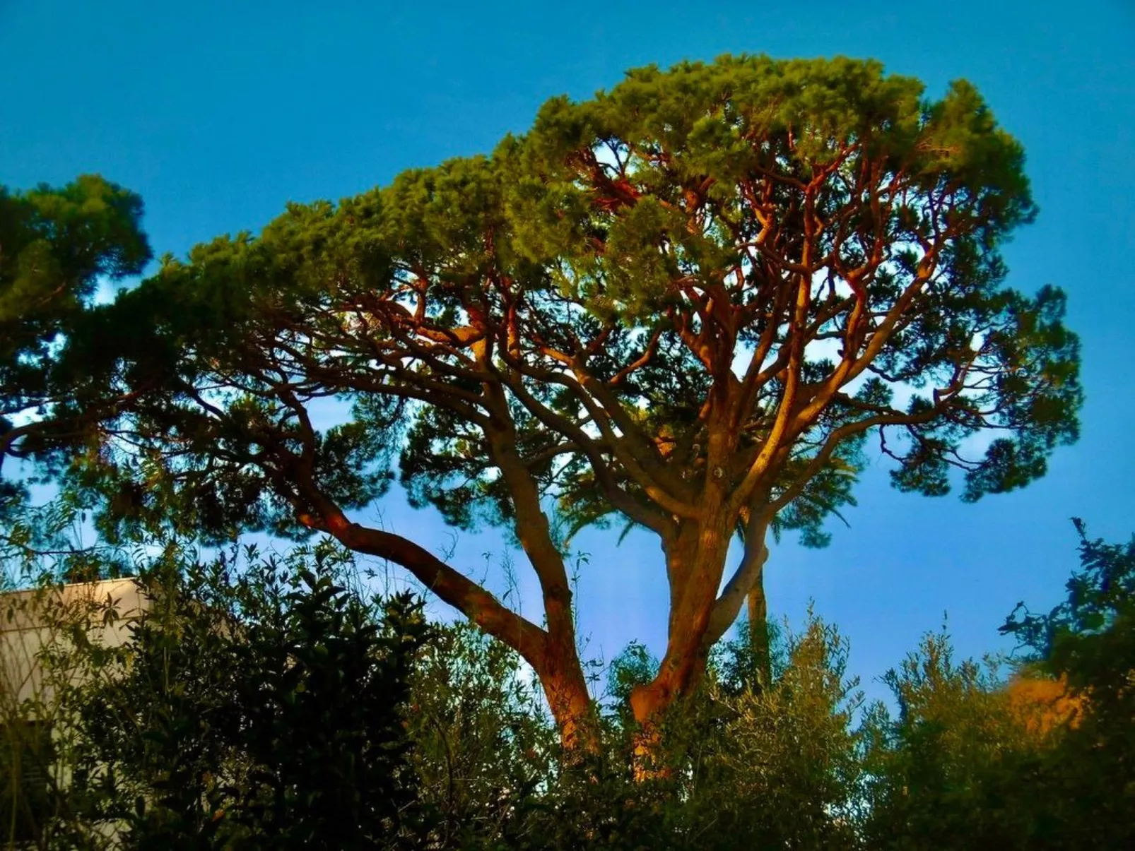 Mascotte Gartenhaus-Draußen