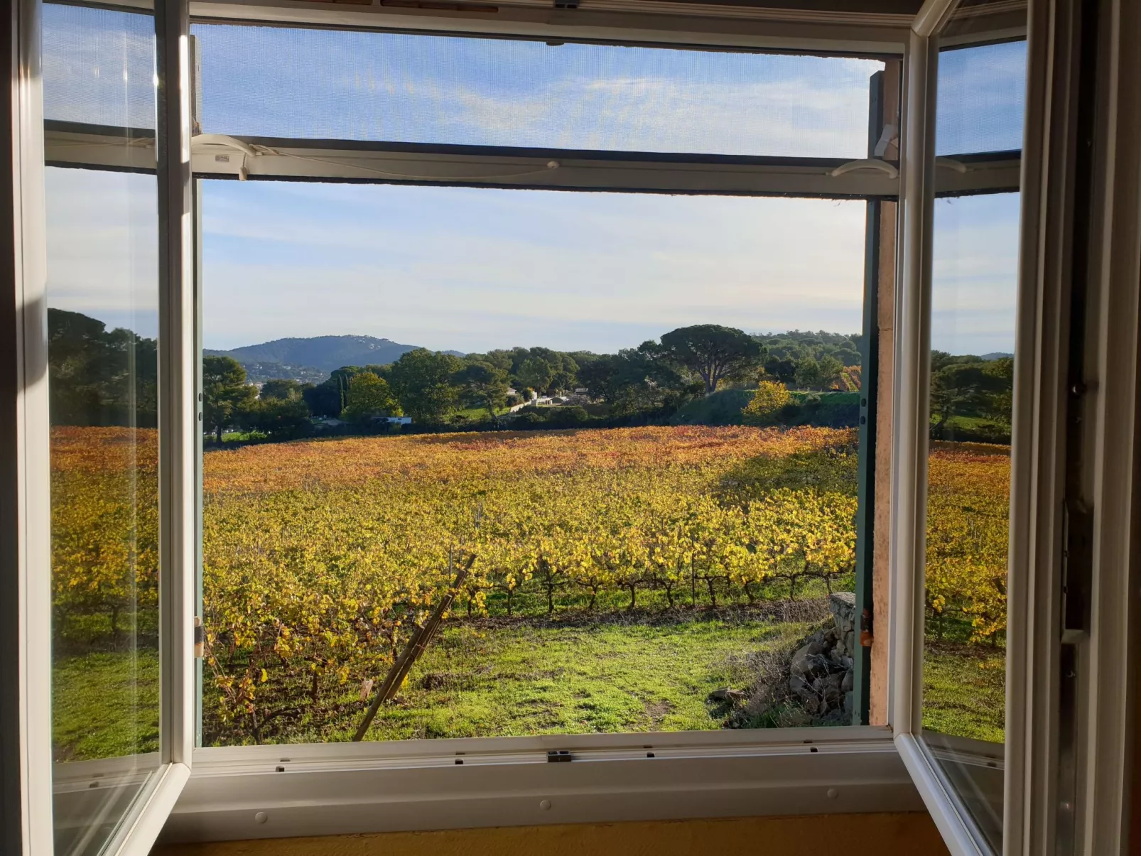 Im Herzen der Weinberge, schattige Terrasse umgeben von Grün, Pool - Draußen