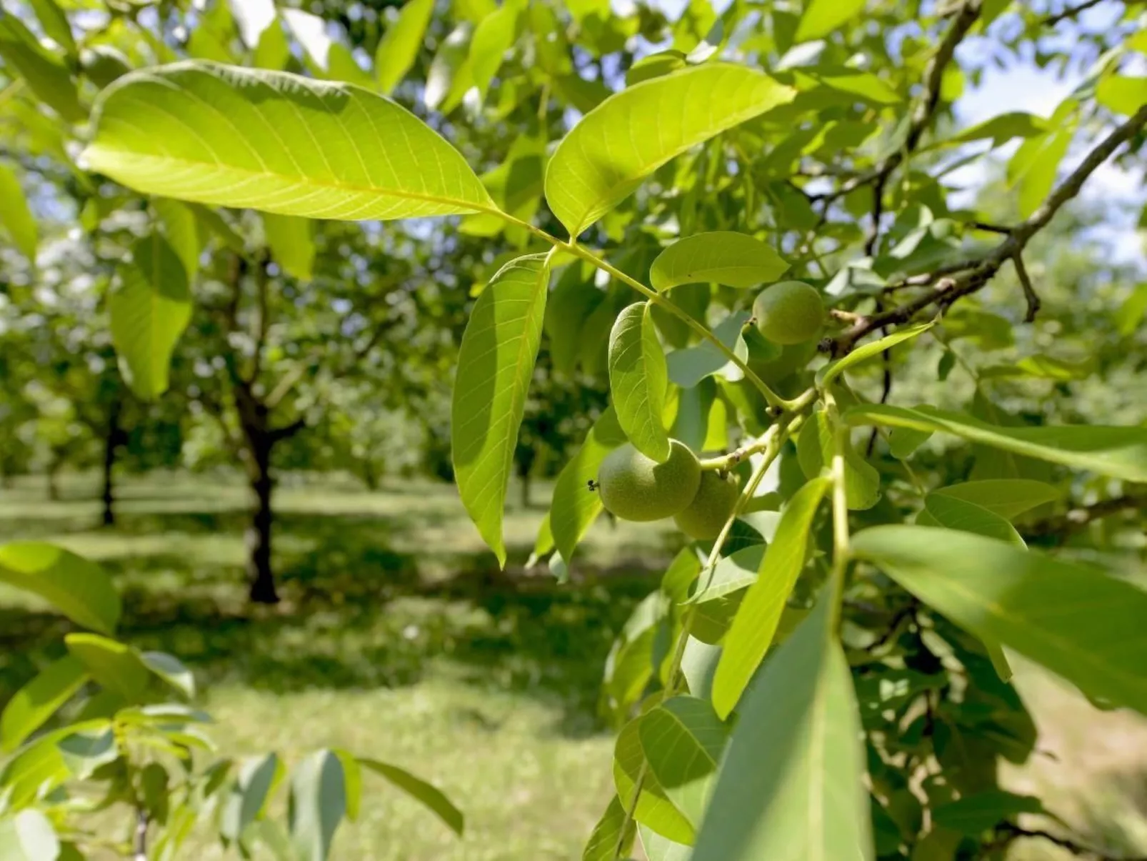Villa DUXCAAR Beaum.-Draußen