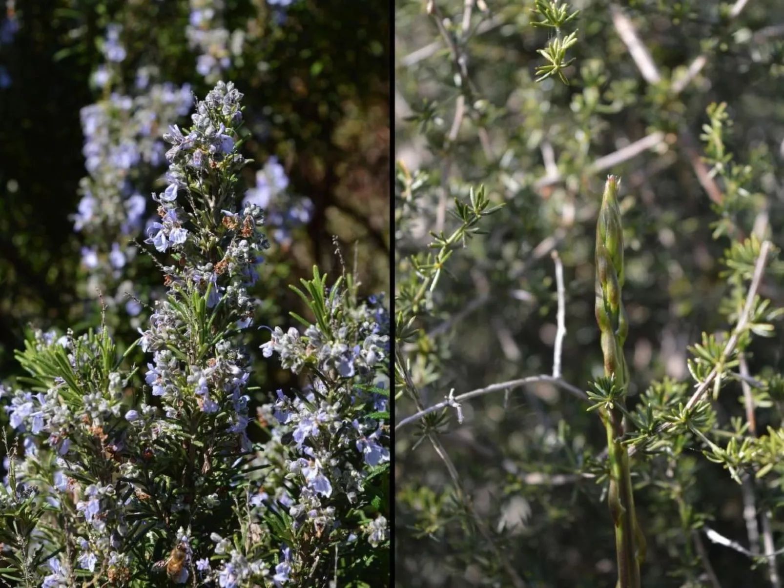 Su Sole de Barega-Image-tags.info