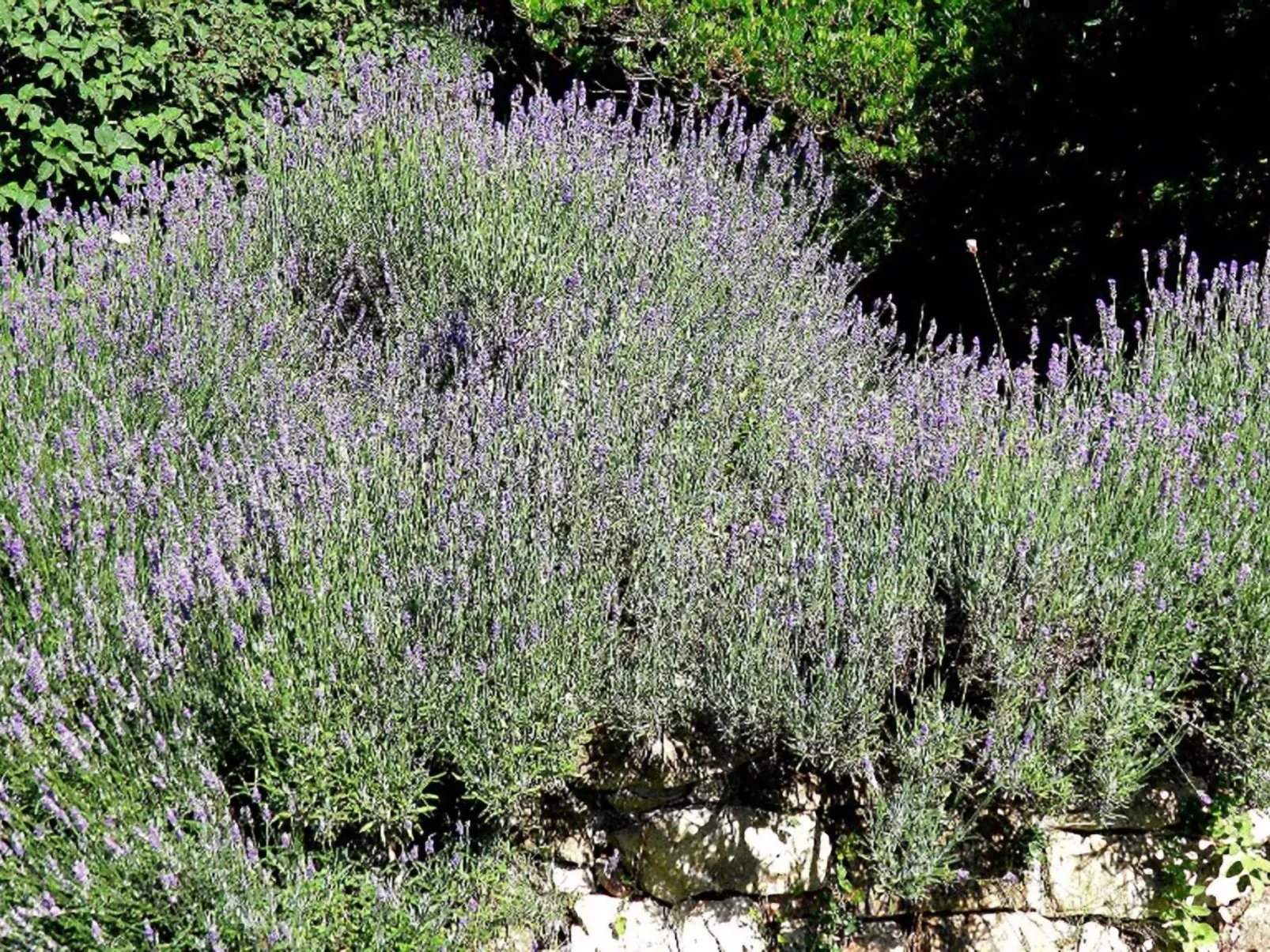 Suite mit Gartenblick-Dehors