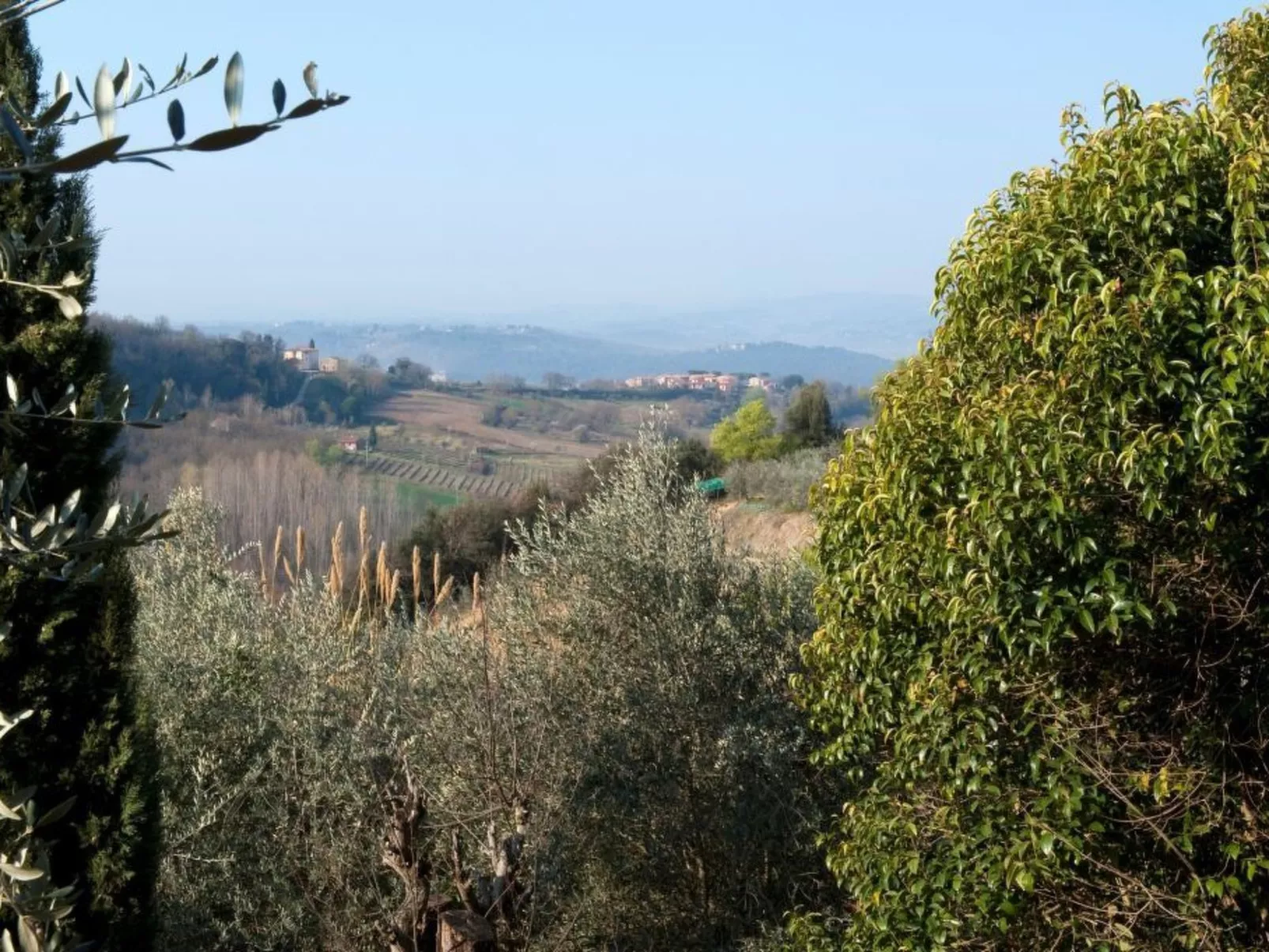 Flachschnäpper-Dehors