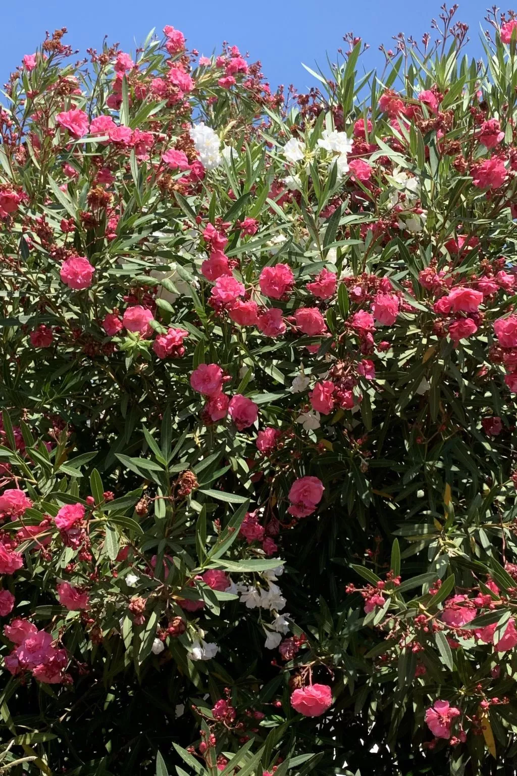 CASA  BENIMEIT-Draußen