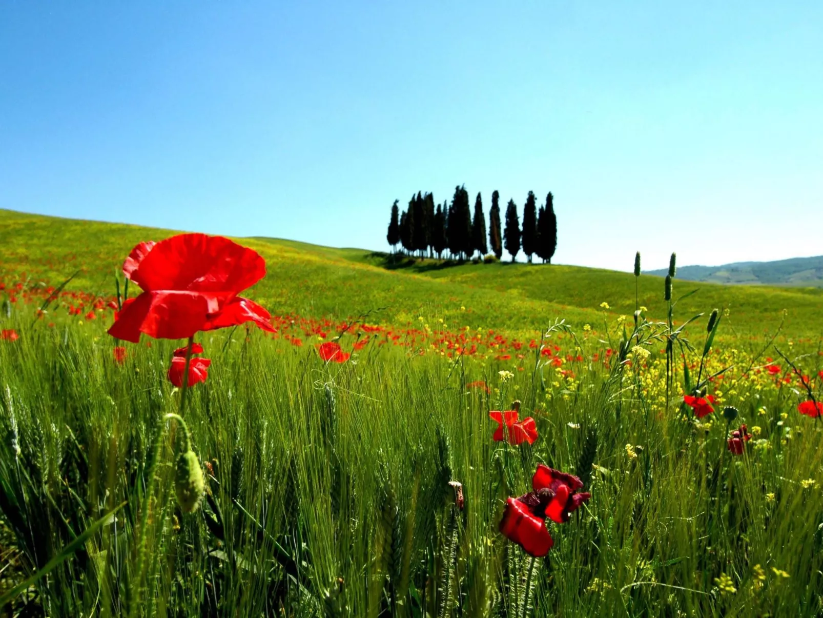 Apartment Rosa Canina (Wilde Rose)-Outside