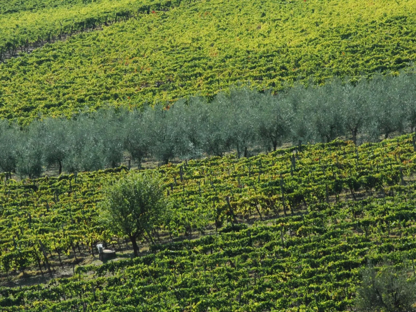 Wohnung in Figline Valdarno mit Gemeinschaftspool-Outside