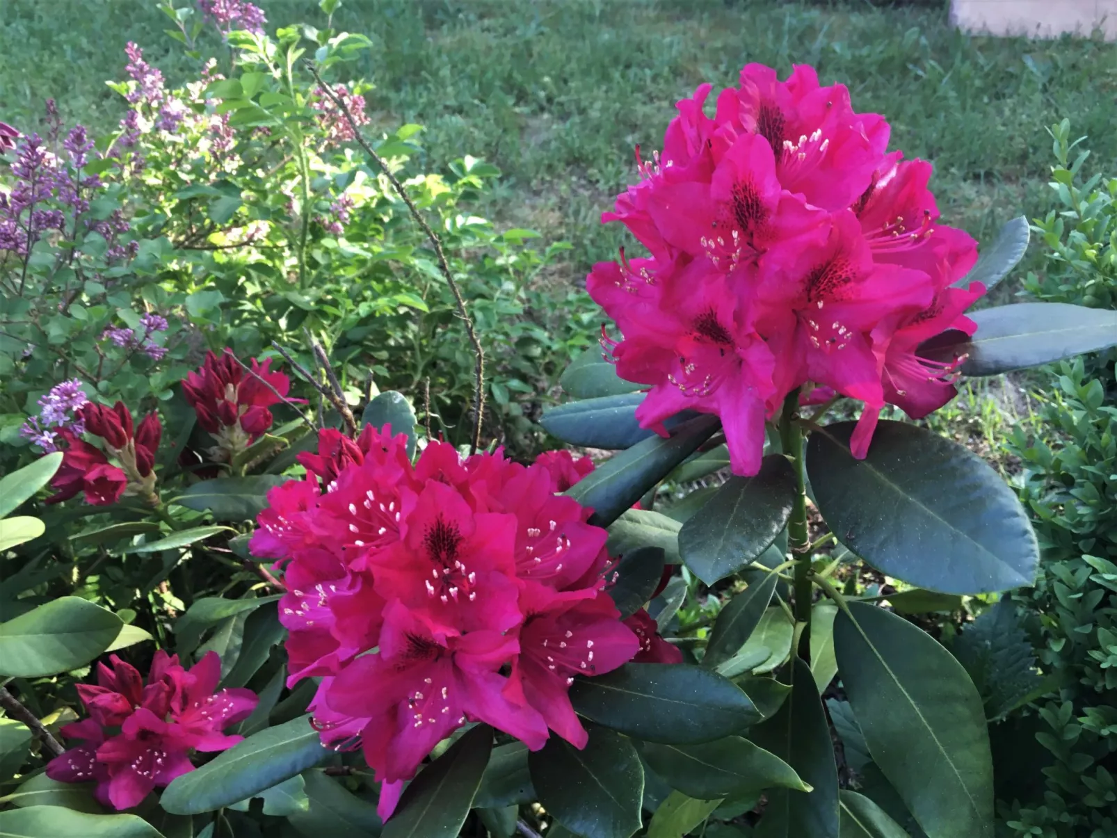 Spitzwegerich-Dehors