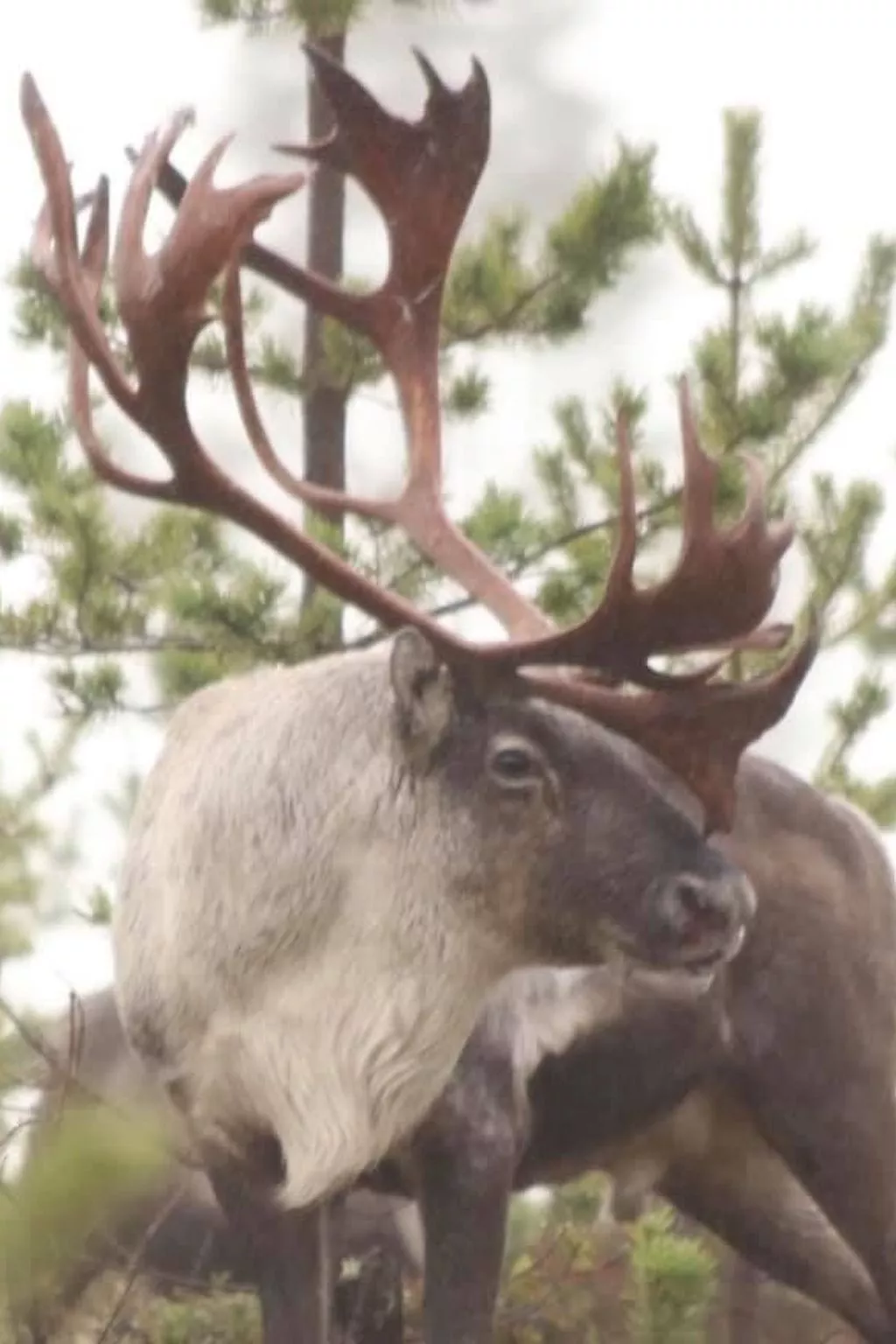 Zu vermieten in der Nähe von Jokkmokk-Outside