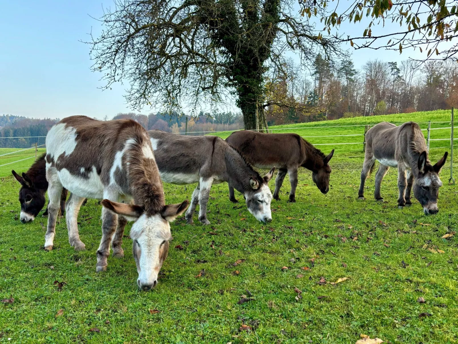 Tieroase Grünegg-Outside