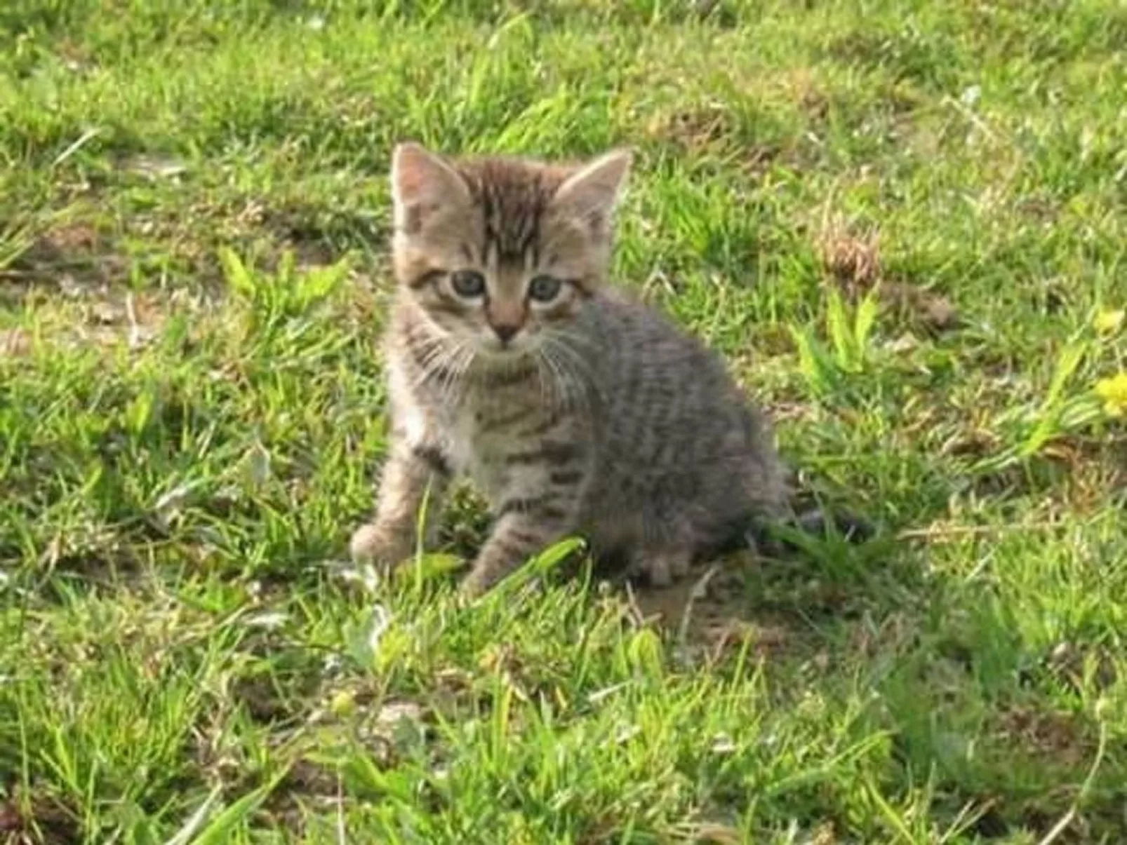 Diwa-Image-tags.info