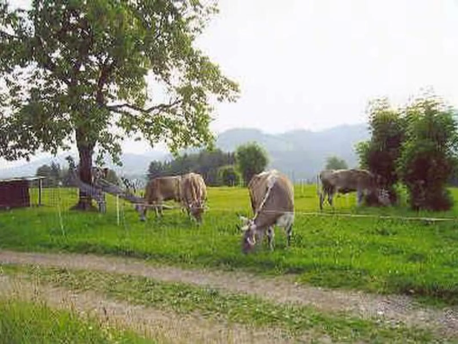 Bauernhof ufem Berg-Dehors