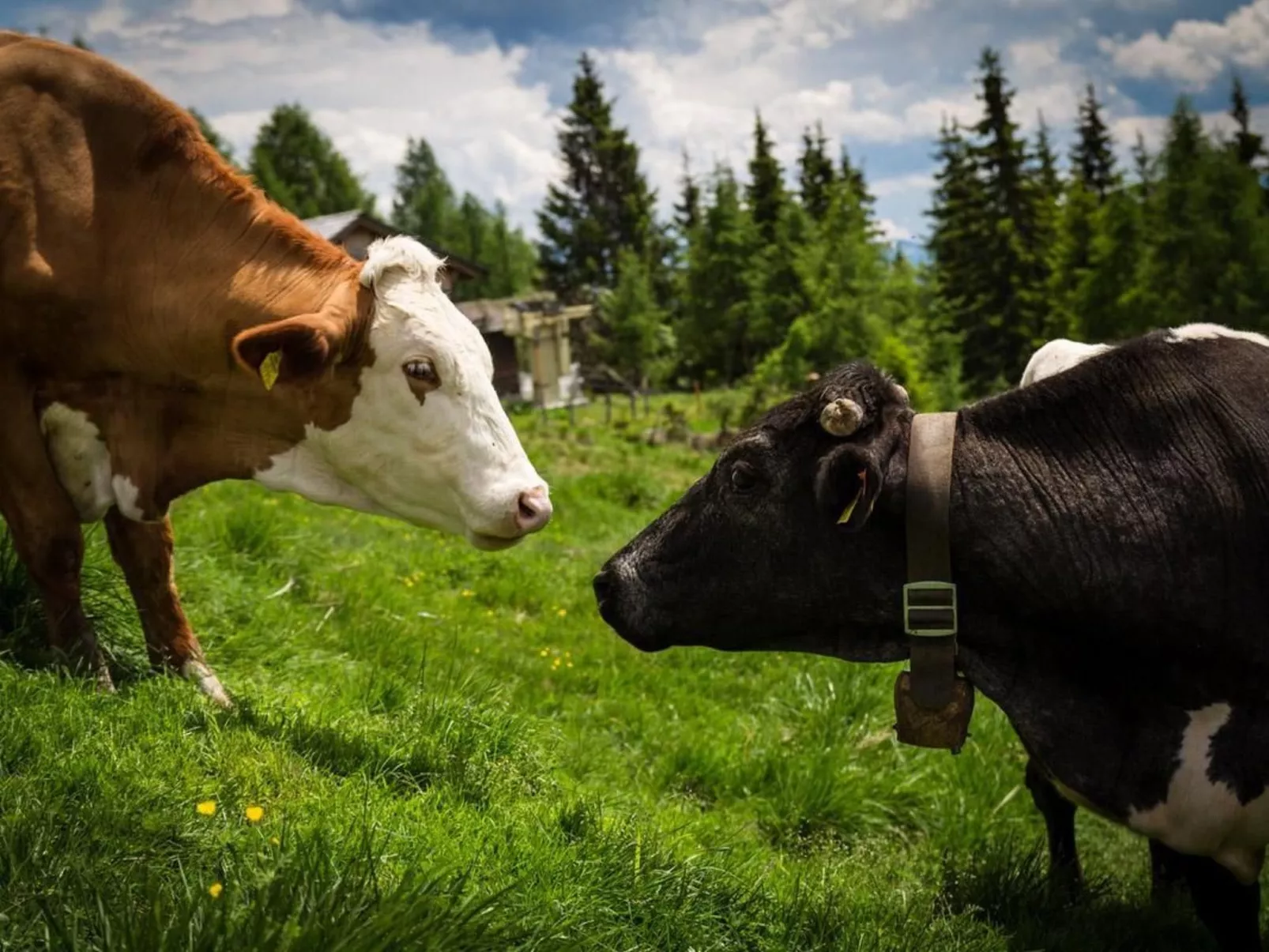 Almhütte Enzian-Dehors