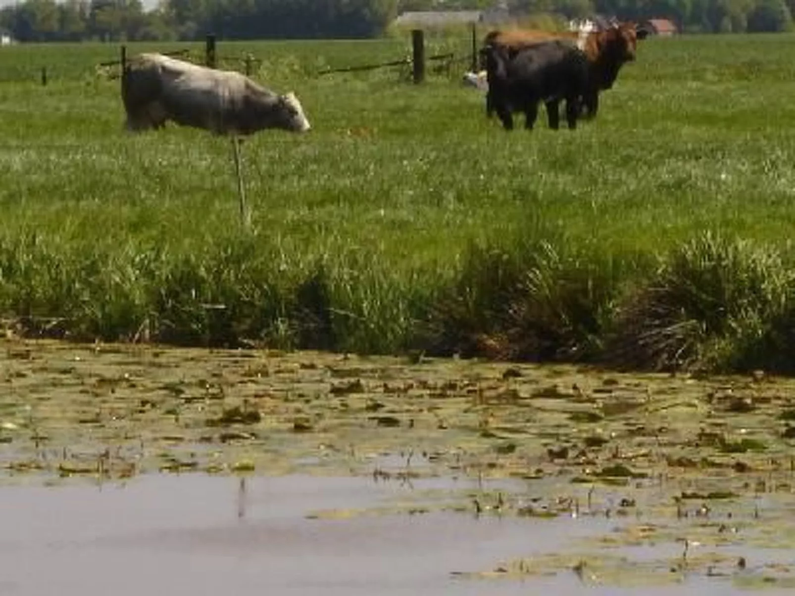 Gemütlicher Ferienhof Loosternest in Vriescheloo-Image-tags.info