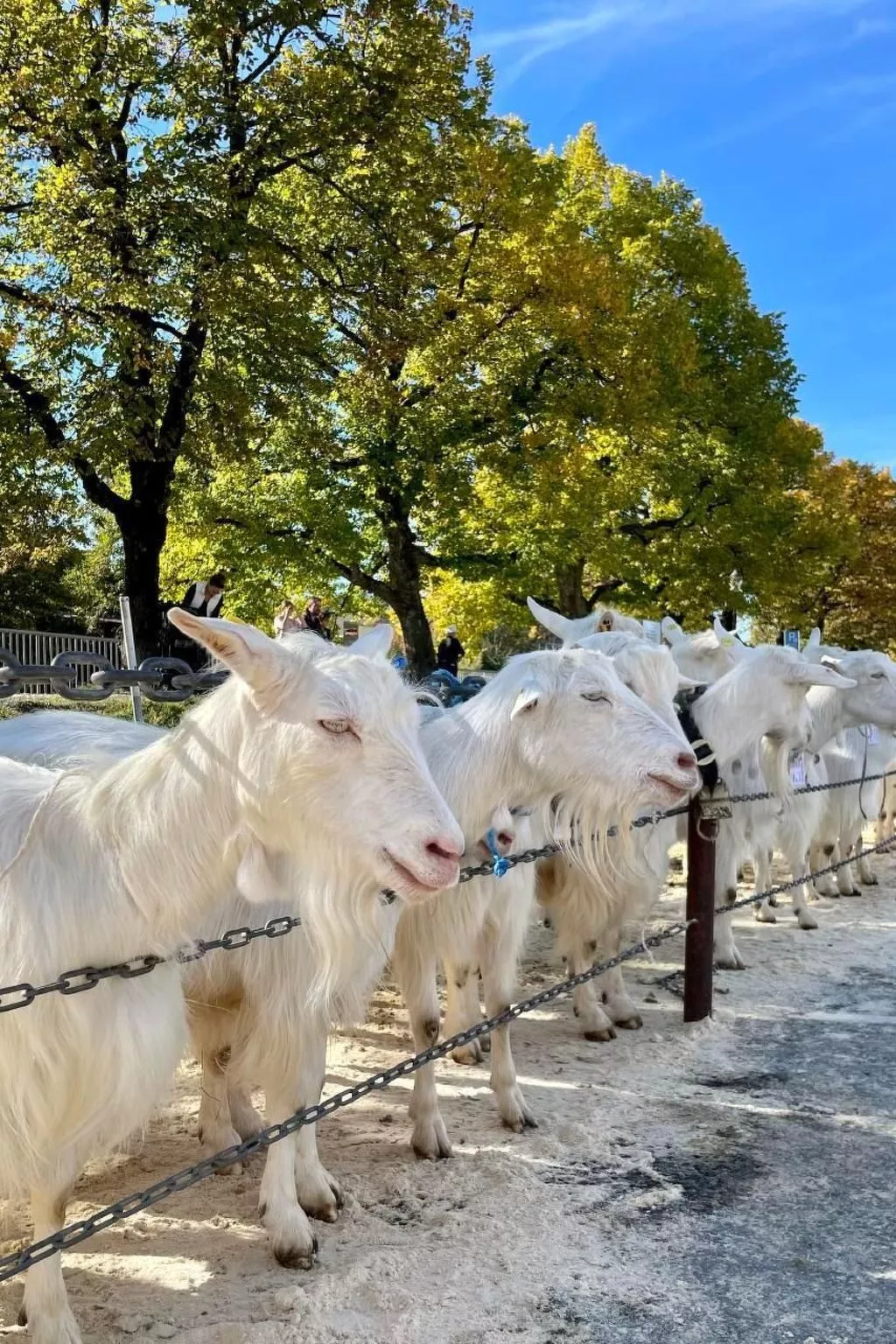 Im Dorf Urnäsch-Draußen