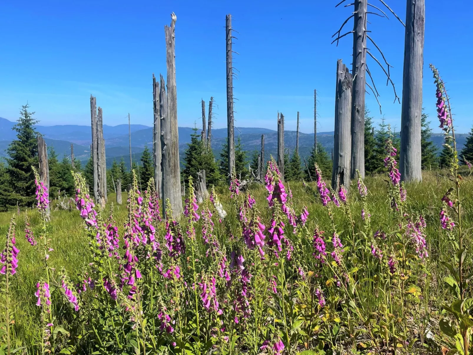 Landhaus Wildfeuer-Outside