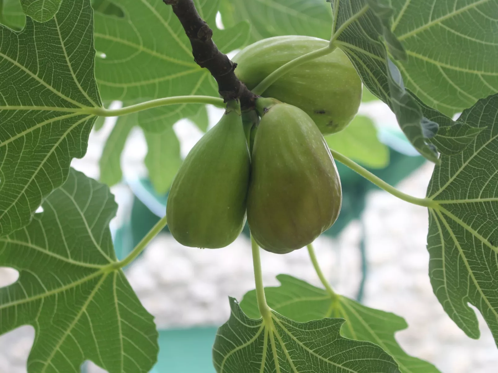 Geräumige Villa mit drei Schlafzimmern und einem ruhigen Garten-Outside