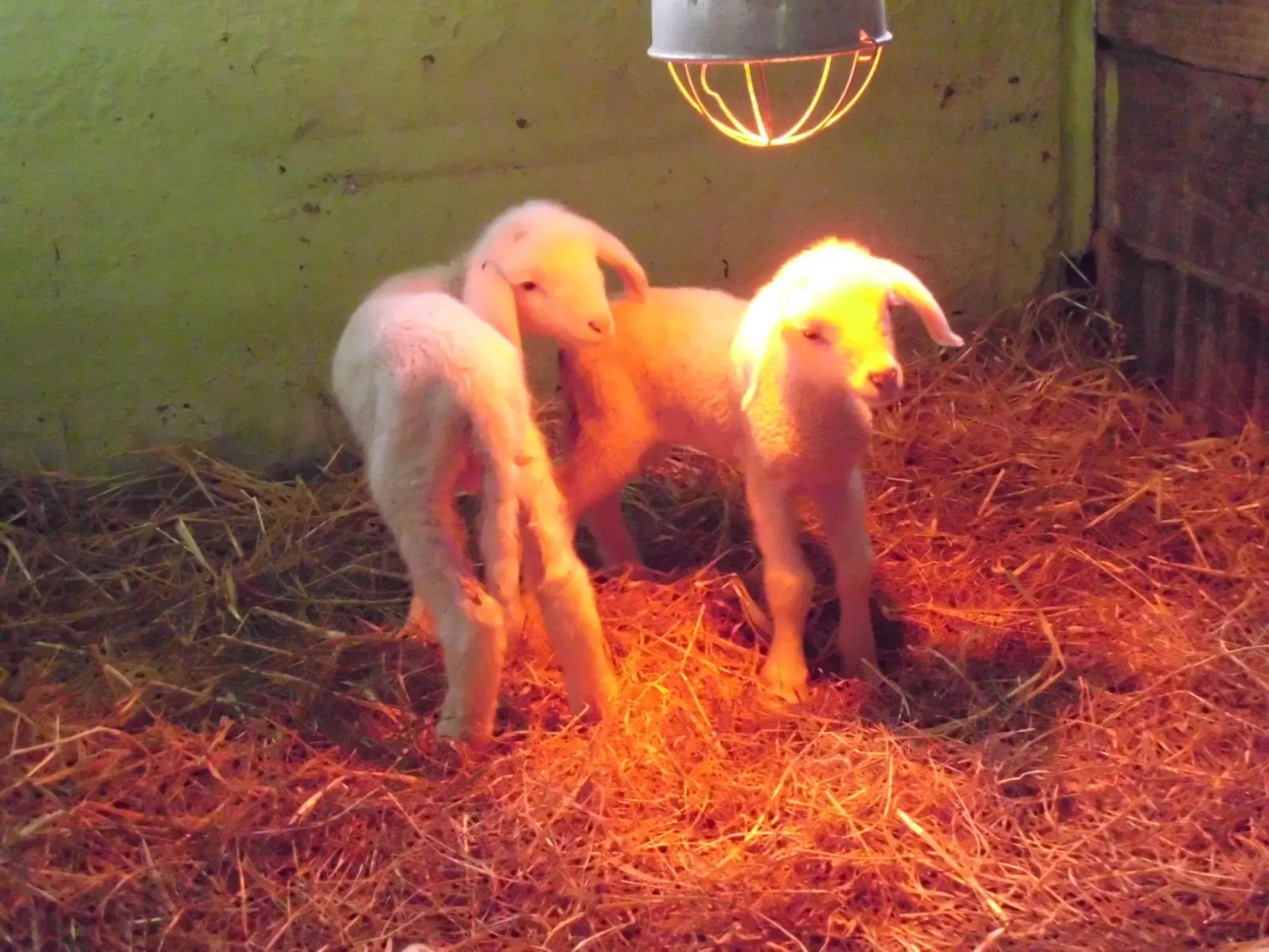 Scheunen Nest-Image-tags.info