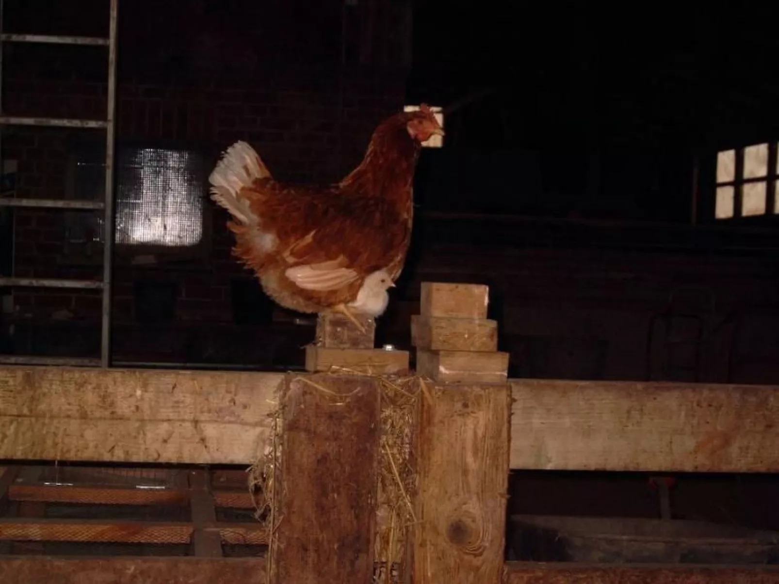 Mit Meerblick - direkt an der Ostsee-Image-tags.info