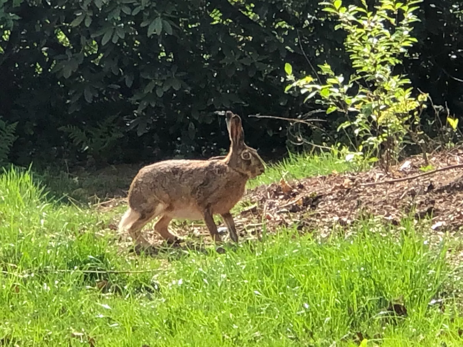 Geräumiges Ferienhaus mitten im Wald-Dehors