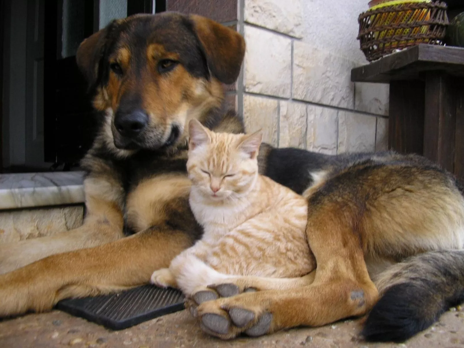 Mit Terrasse-Draußen