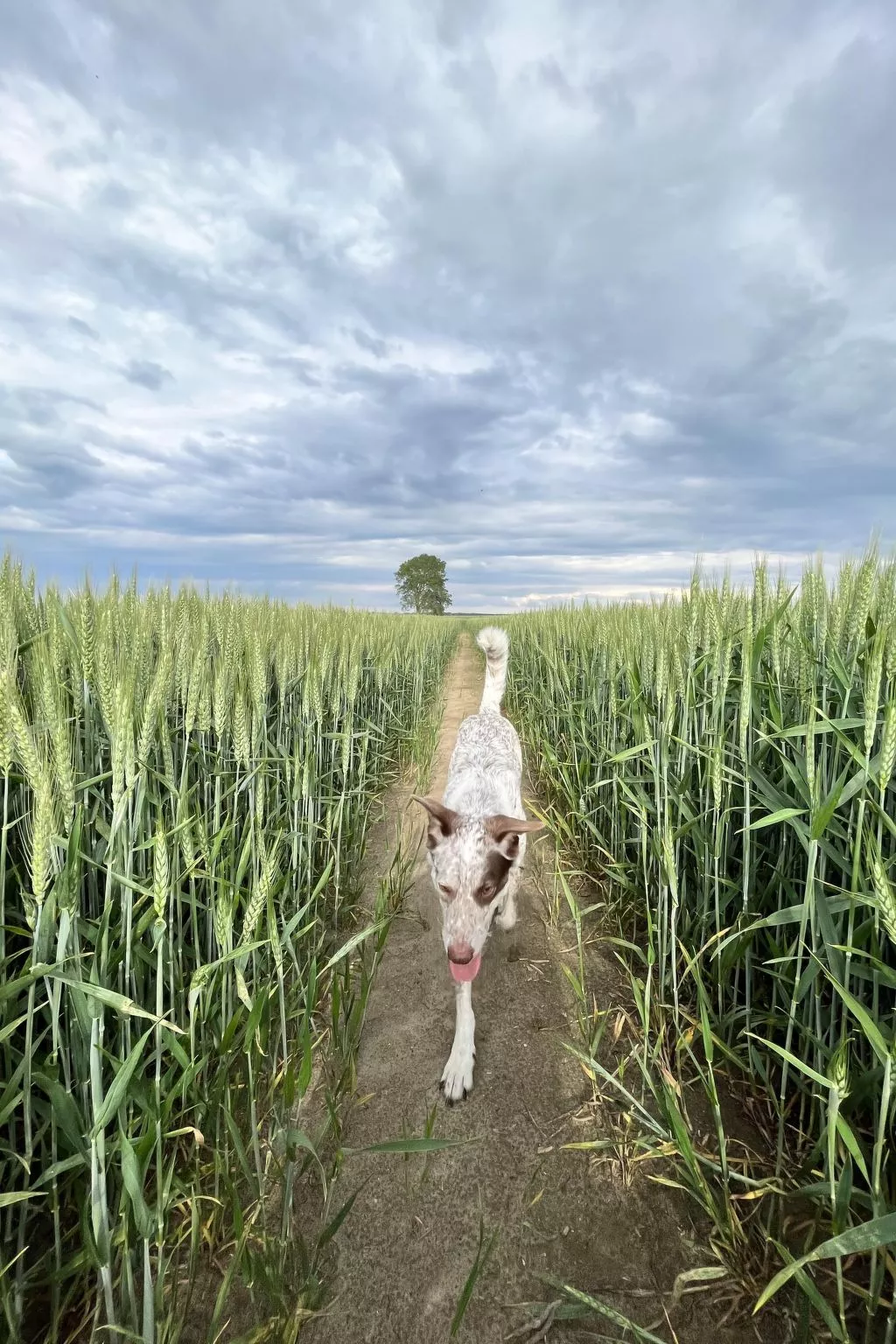 Kranich in Ummanz-Lüßvitz-Outside