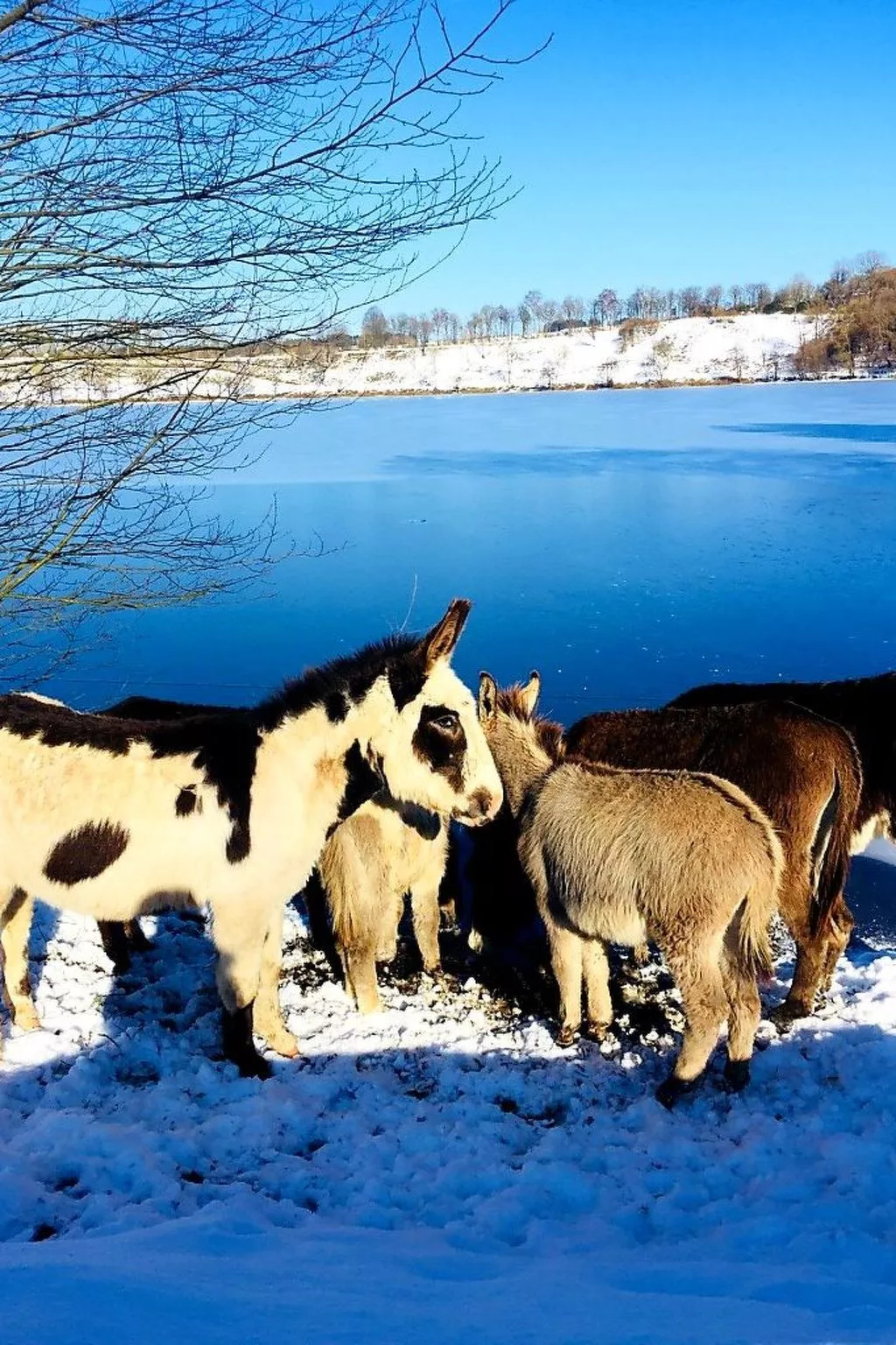 Landhaus Erika-Dehors