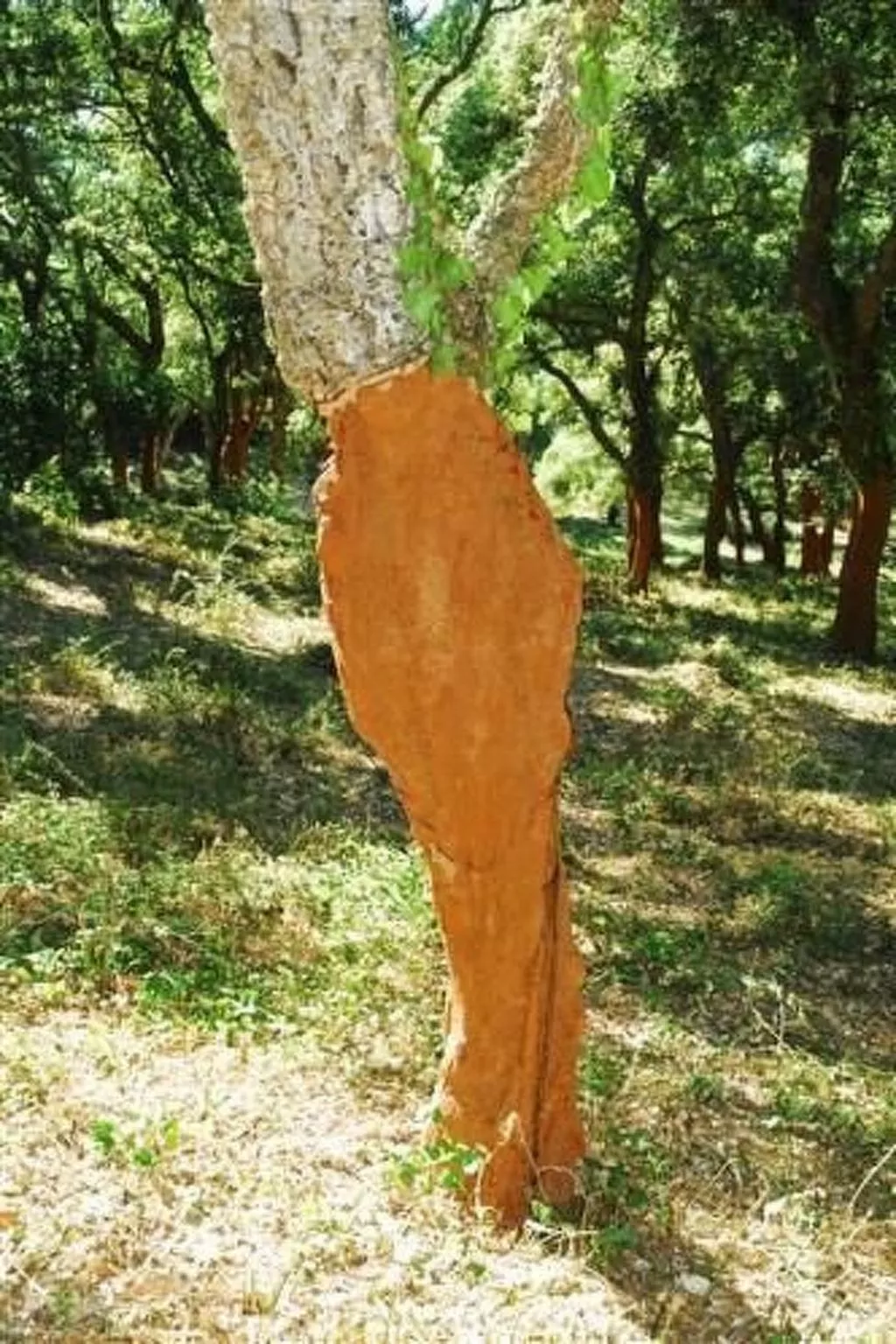 Wunderschönes Ferienhaus mit eigener Terrasse-Draußen