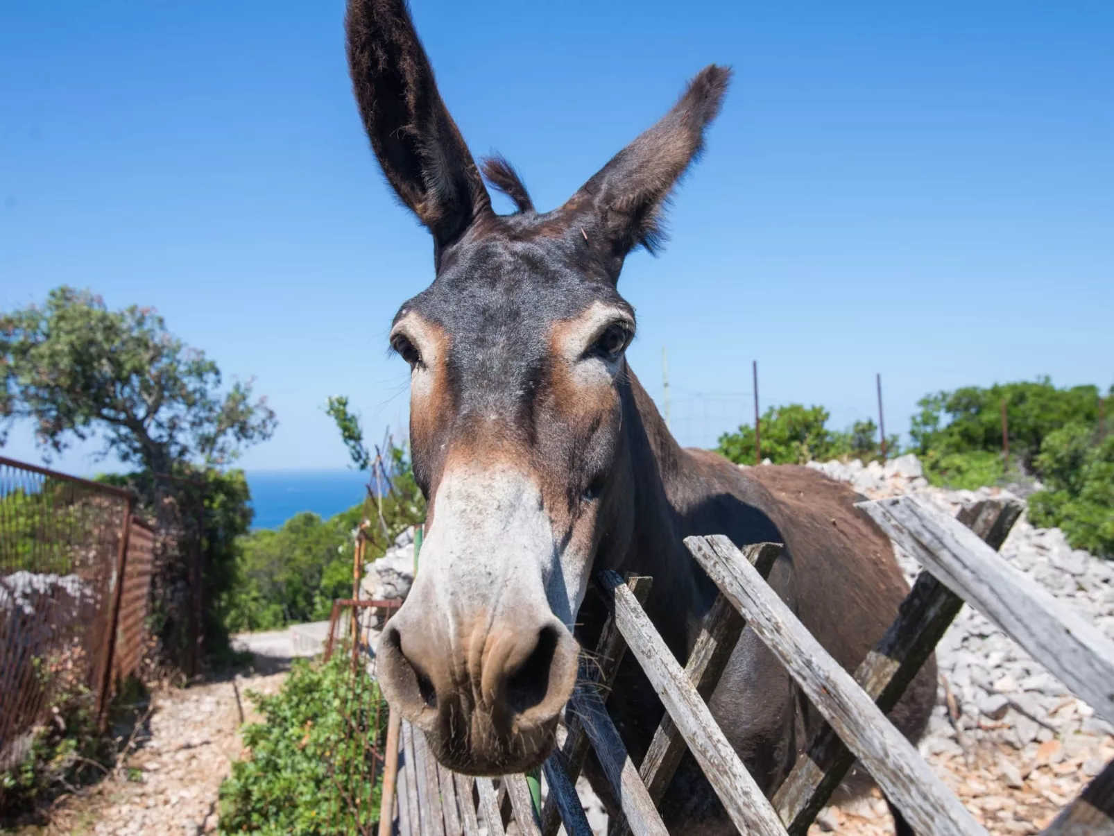 Wohnung Nika in Veli Losinj-Draußen