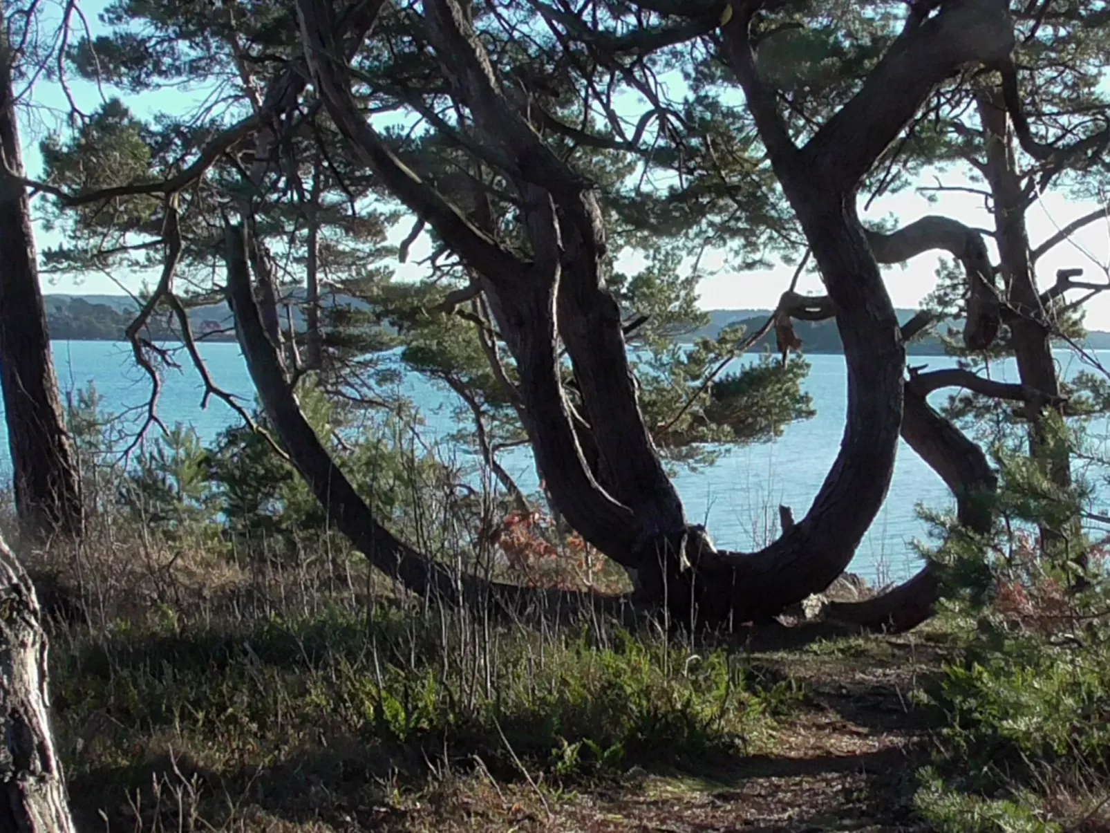 Wunderschönes Cottage "Traum von Wald und Meer"-Draußen