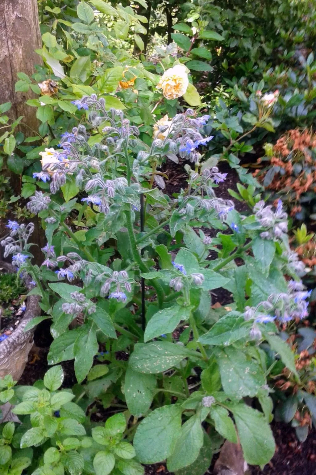 Harz-Haus-Bruns-Image-tags.info