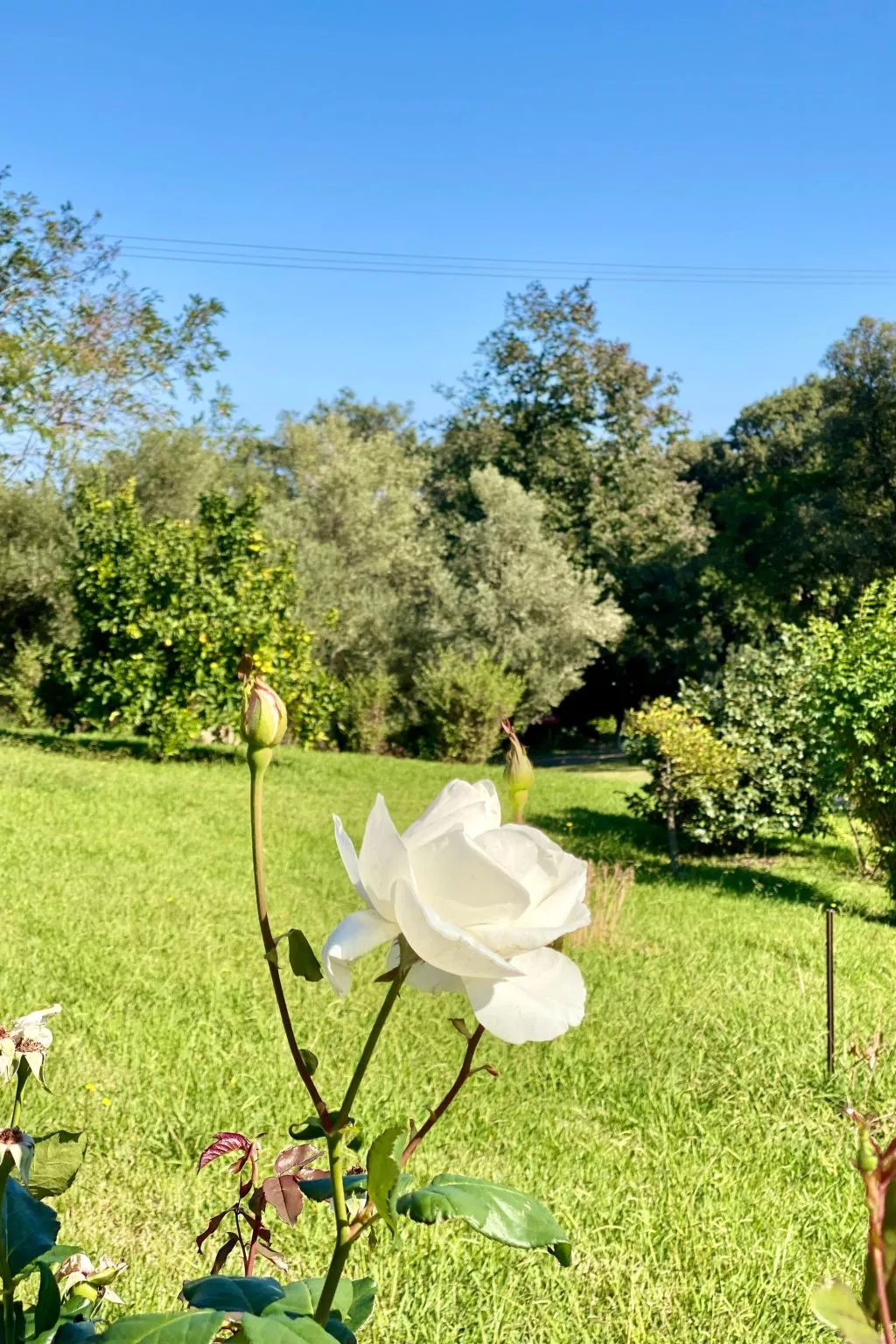Weingut Punta della Guardia Panorama von Macchia und Meer-Outside