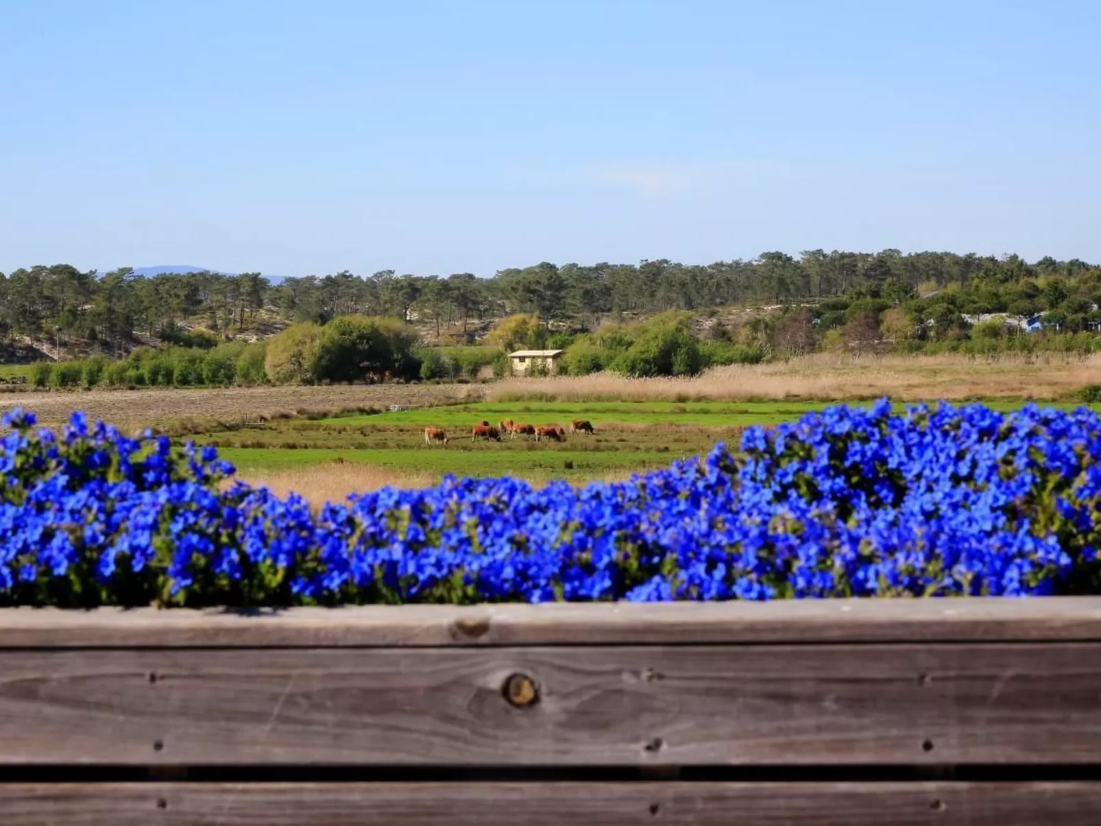 Exklusive Design-Villa in den Dünen, Pool auf dem Dach-Dehors