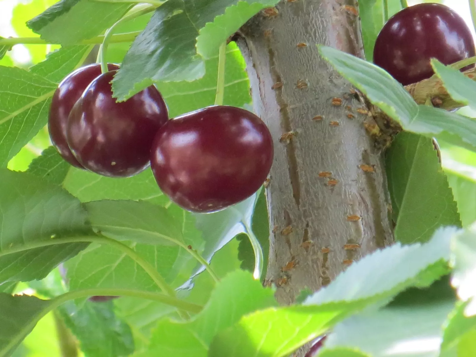 Hungarium am Platte-Dehors