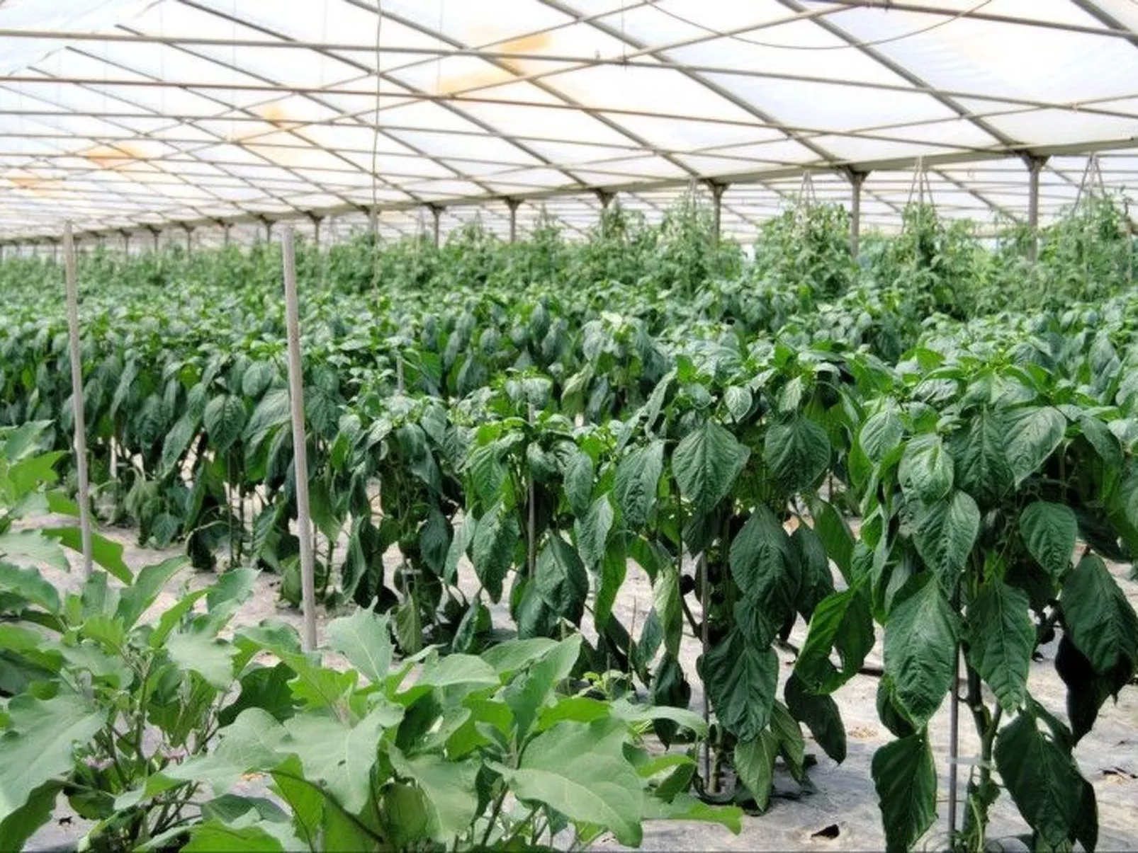 Schöne Wohnung in Venedig mit Garten und Grill-Outside