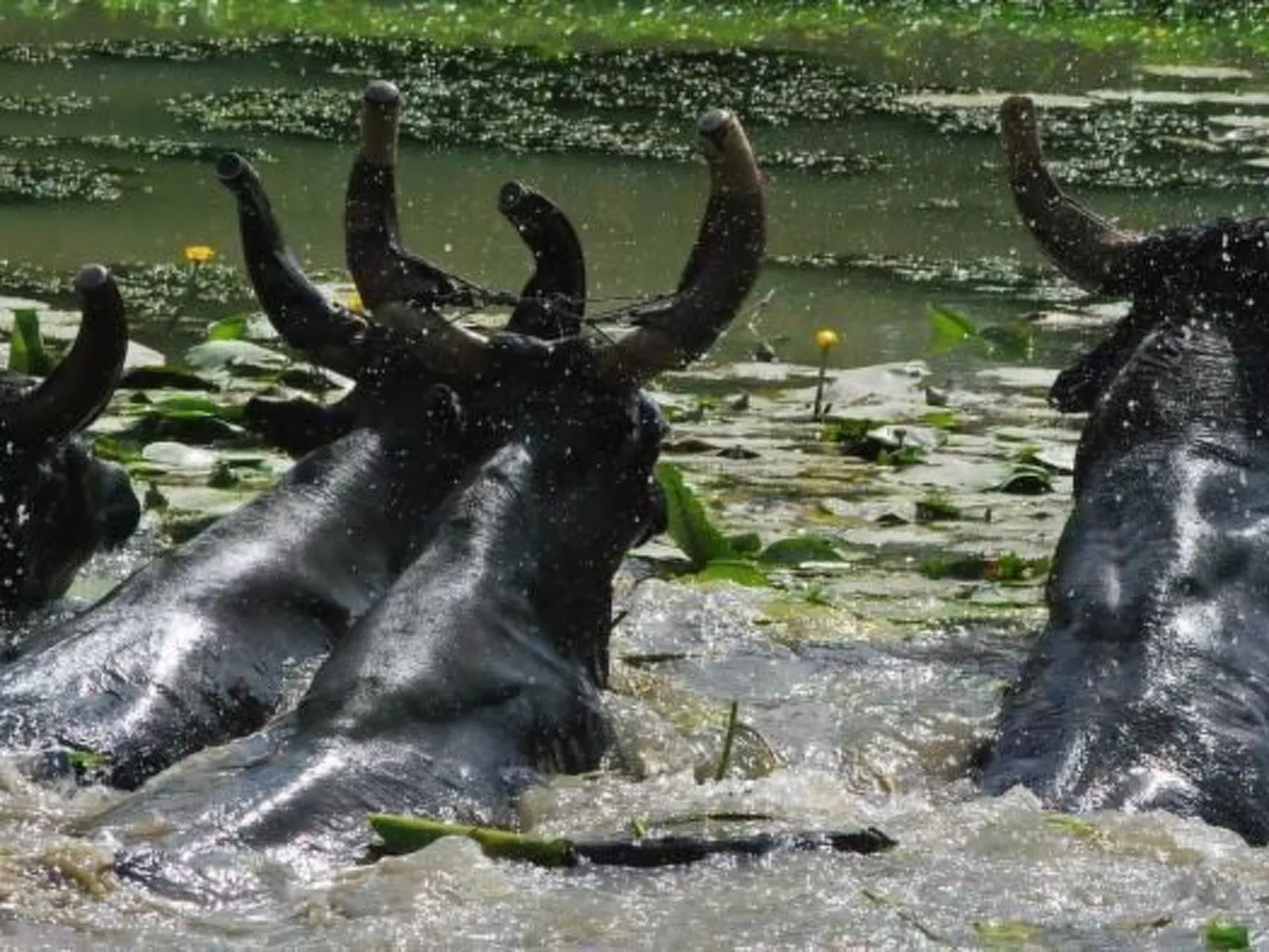 Luma-Haus in Arles-Image-tags.info